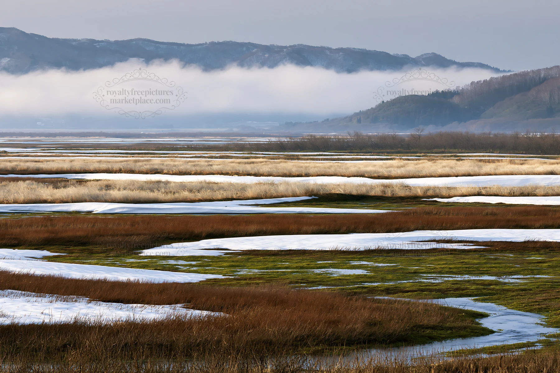 Akita snowmelt meadow with silver grasses in spring setting - AI-generated stock image