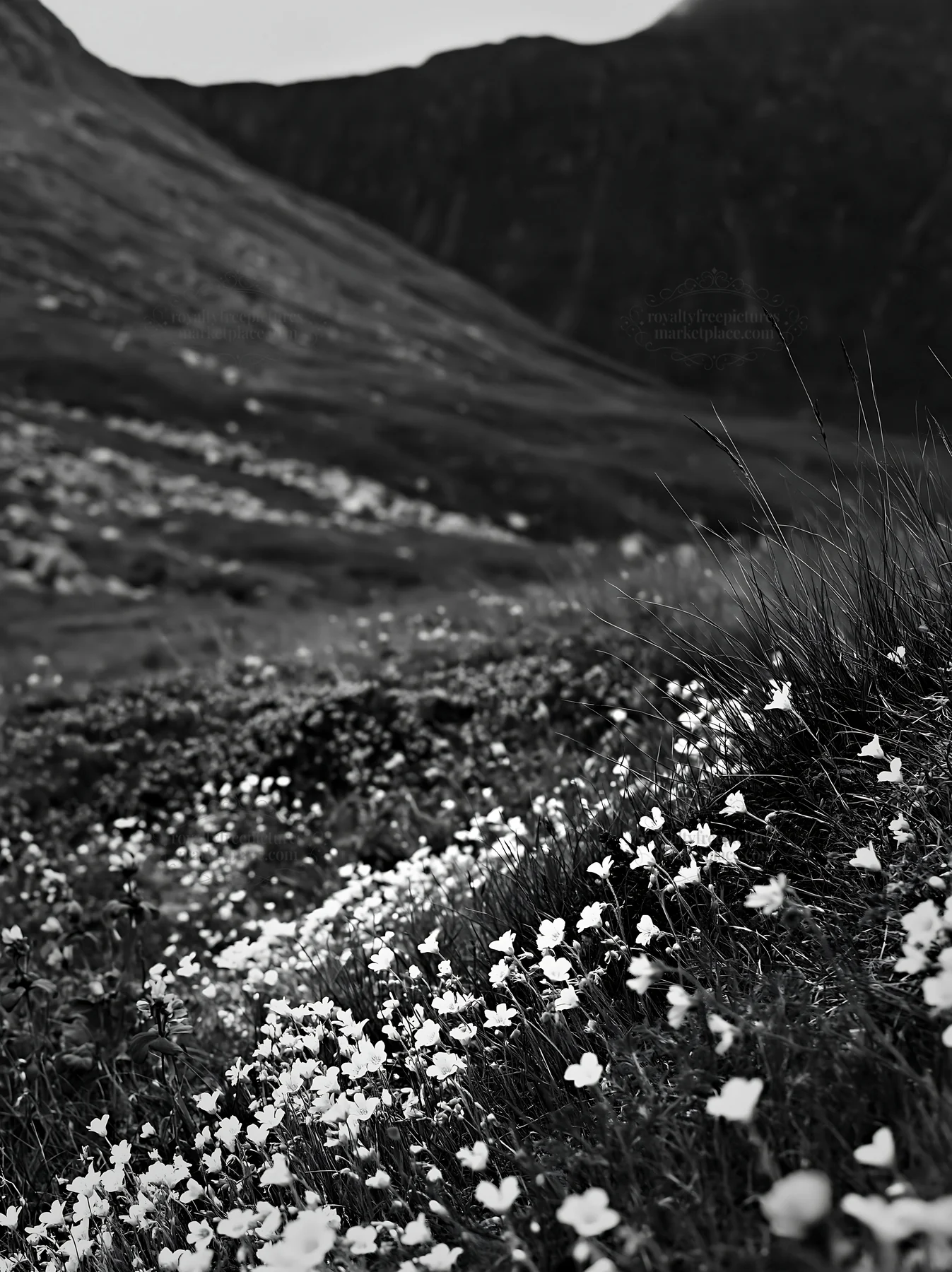 Black and white rewilding meadow with colorful flowers in natural setting - AI-generated stock image