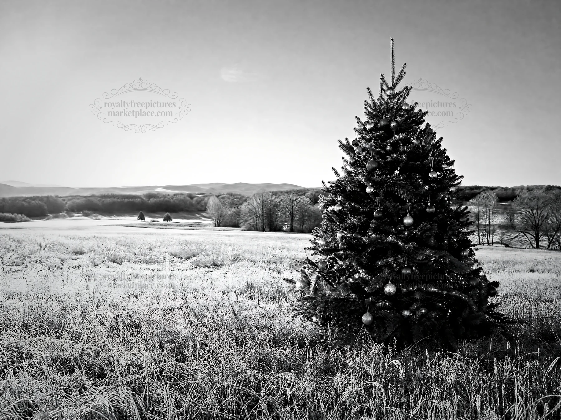 Vibrant Christmas tree in meadow under winter sunlight - AI-generated stock image
