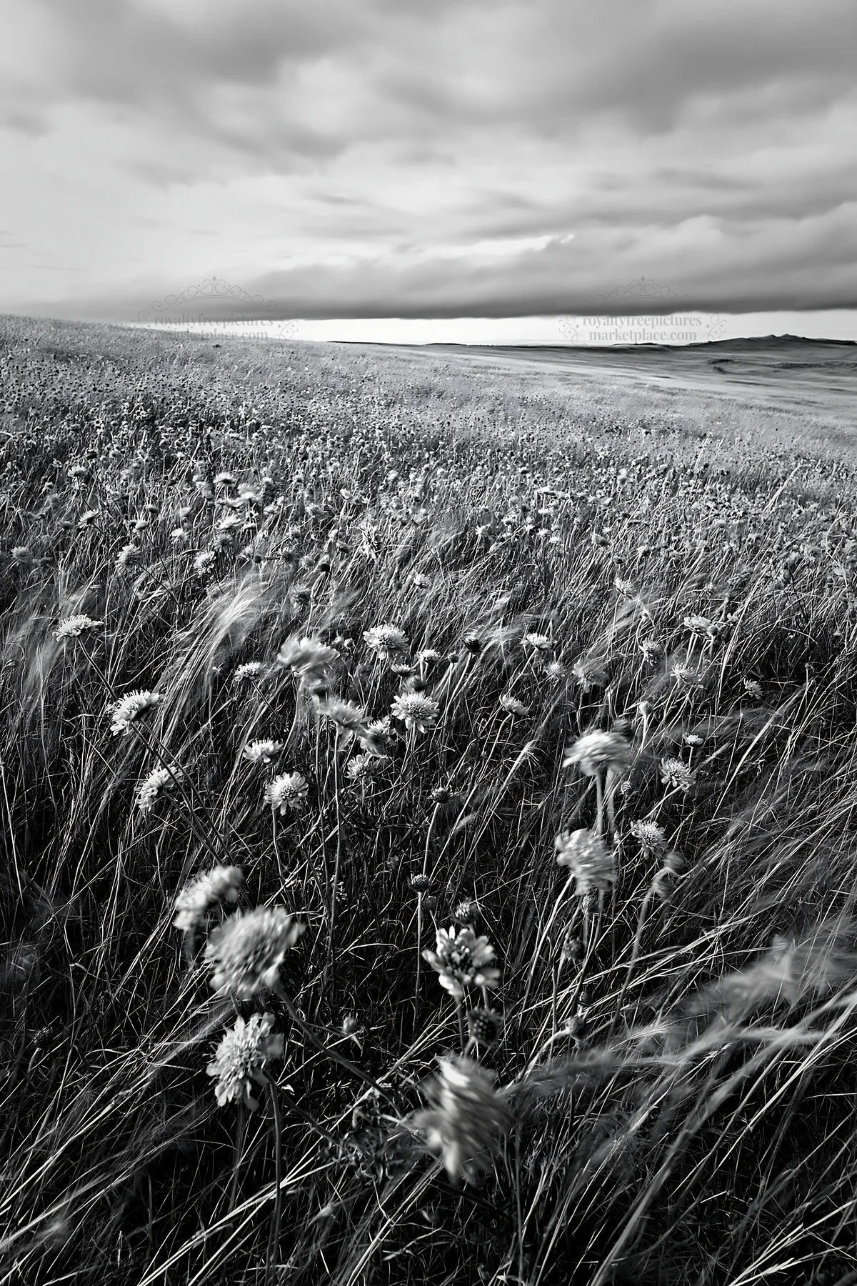 Cloudy scabious meadow on chalk slope with wildflowers - AI-generated stock image