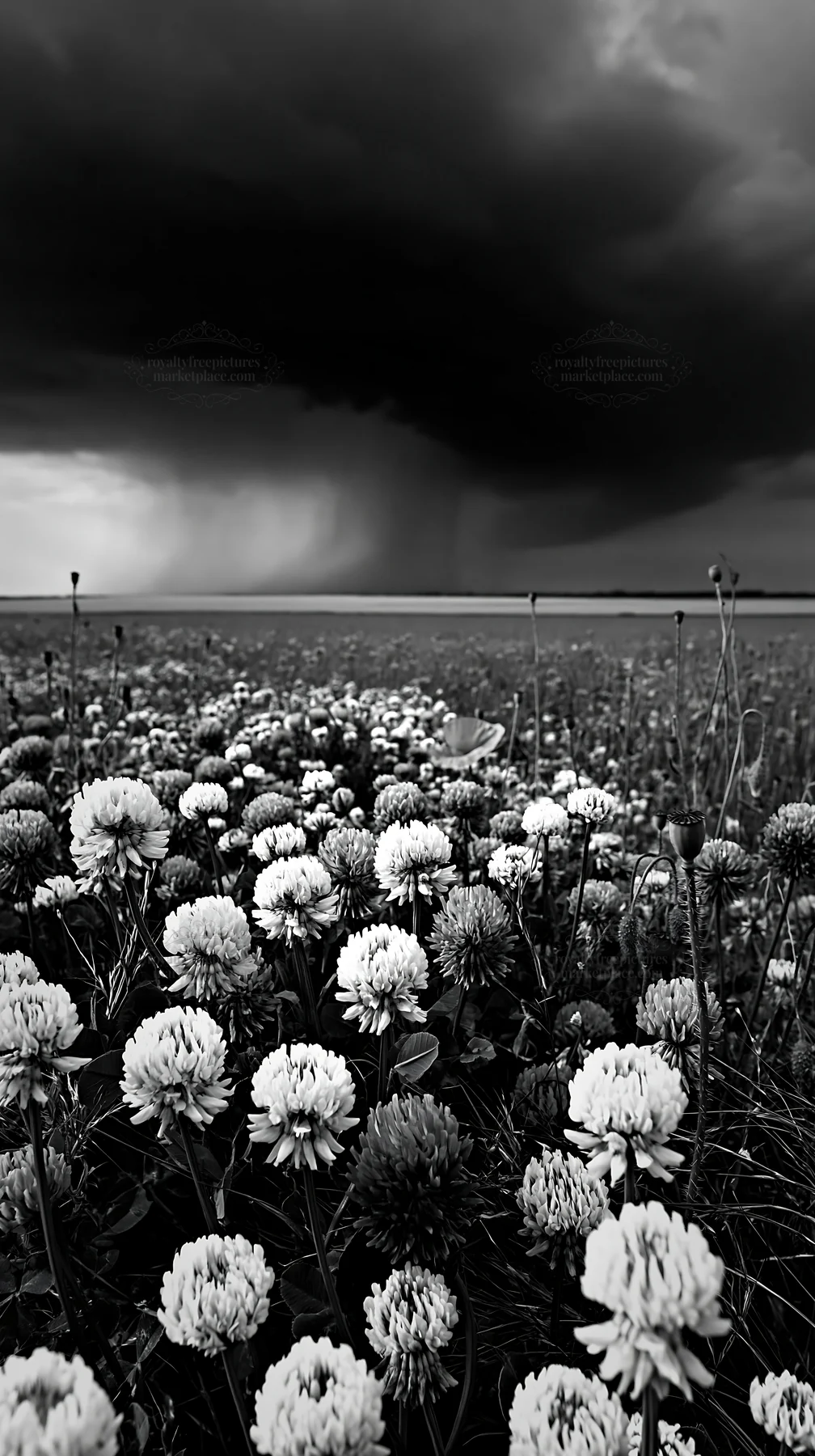 Black and white colorful clover meadow with dark stormy clouds above - AI-generated stock image