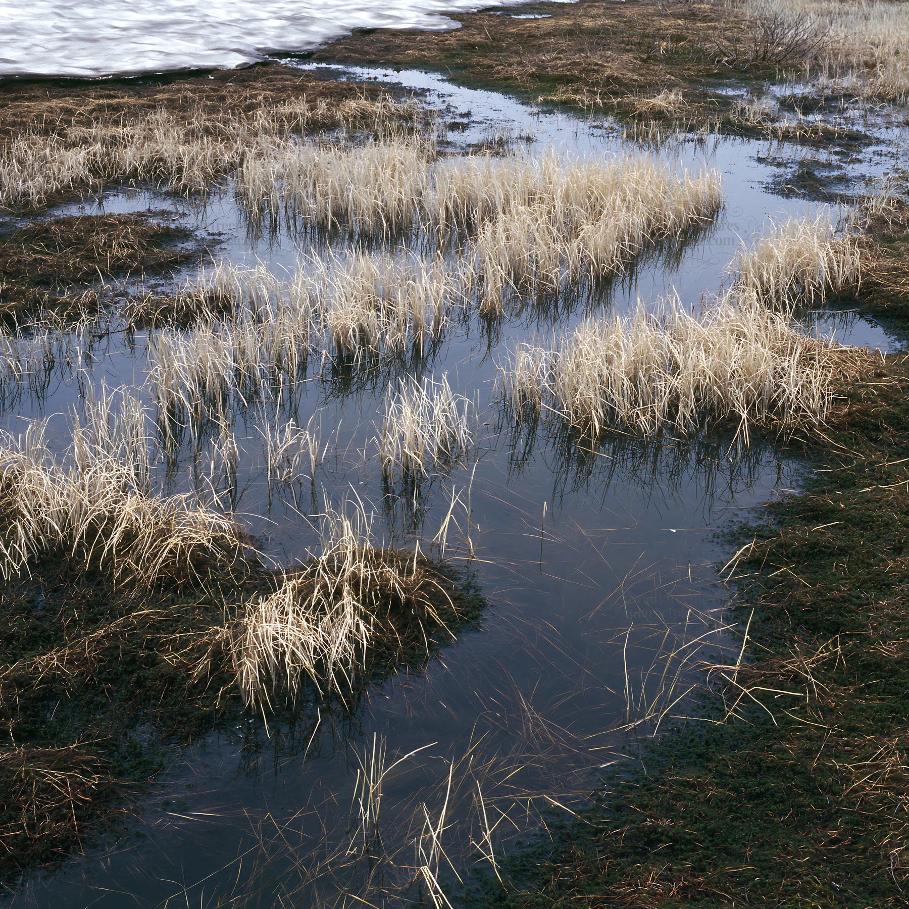 Akita snowmelt meadow with silver grasses by a wetland area - AI-generated stock image