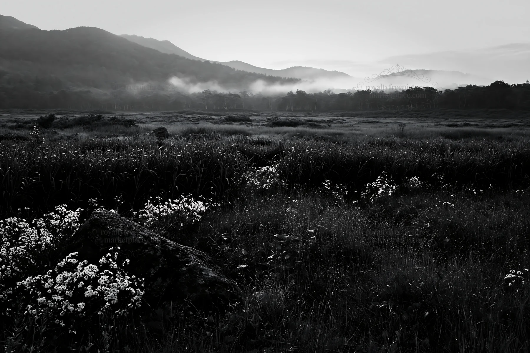 Black and white aomori climate resilient meadow with boulder - AI-generated stock image