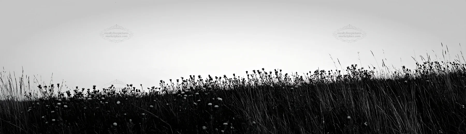 Meadow with knapweed at dusk - AI-generated stock image