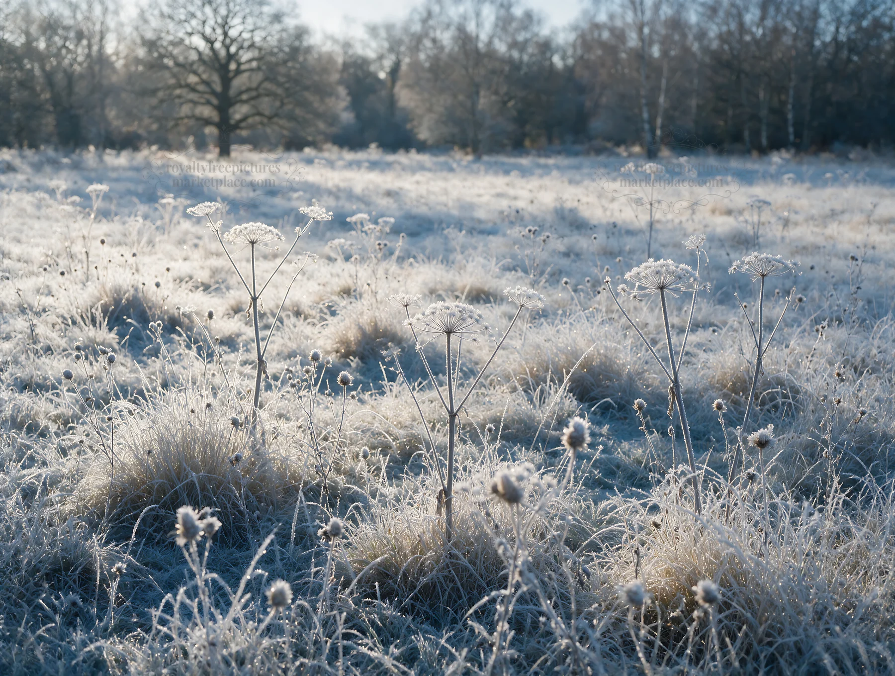 Rewilding meadow covered in frost in winter season - AI-generated stock image
