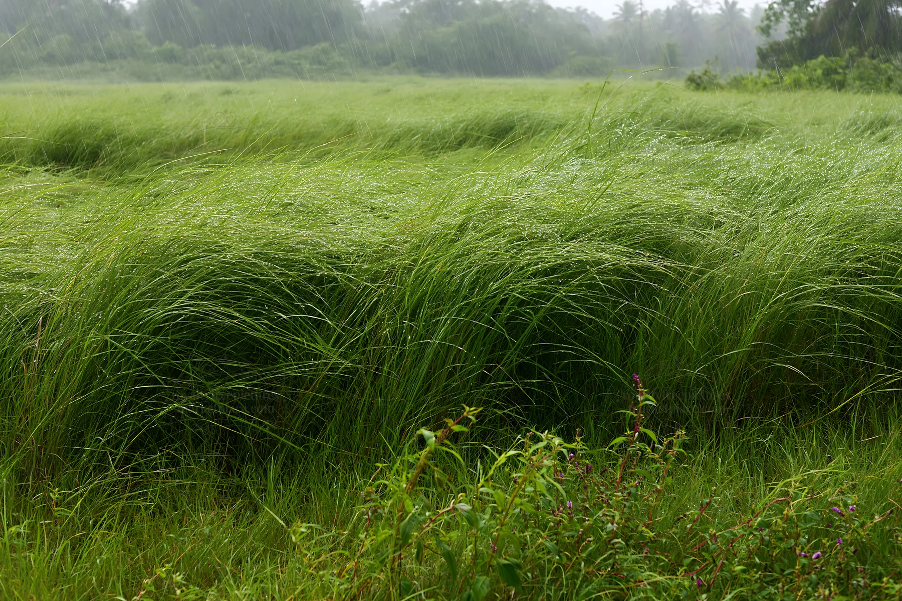 Kochi monsoon meadow rain beaded grasses - AI-generated stock image