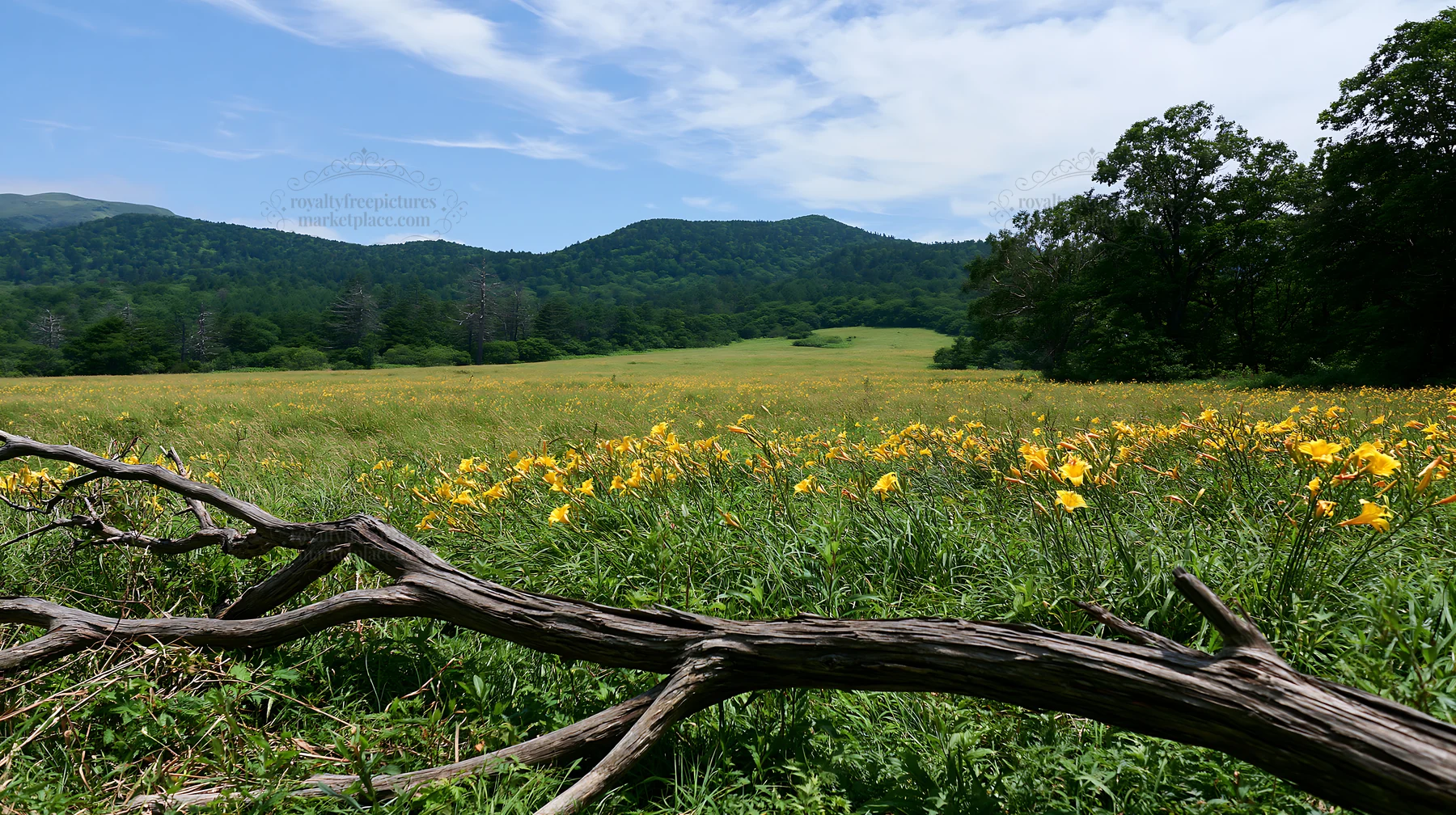 Yamagata rewilded meadow fallen branch foreground with yellow flowers - AI-generated stock image