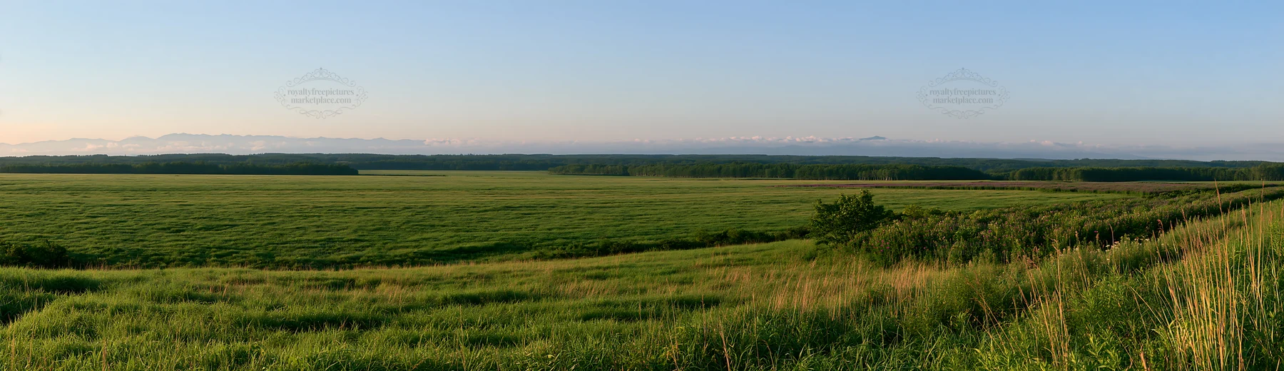 Expansive Hokkaido restoration meadow with dewdrops - AI-generated stock image