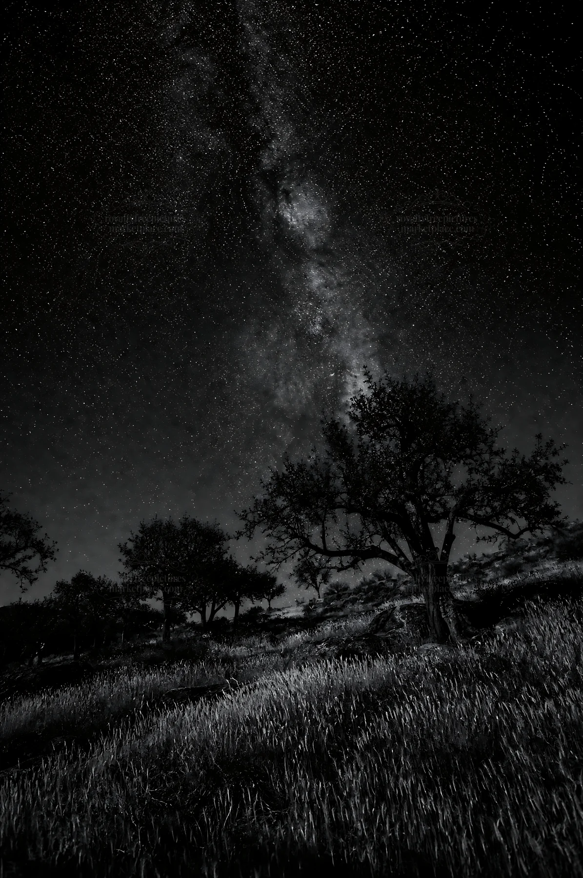 Black and white hillside apple meadow under a starry night sky - AI-generated stock image