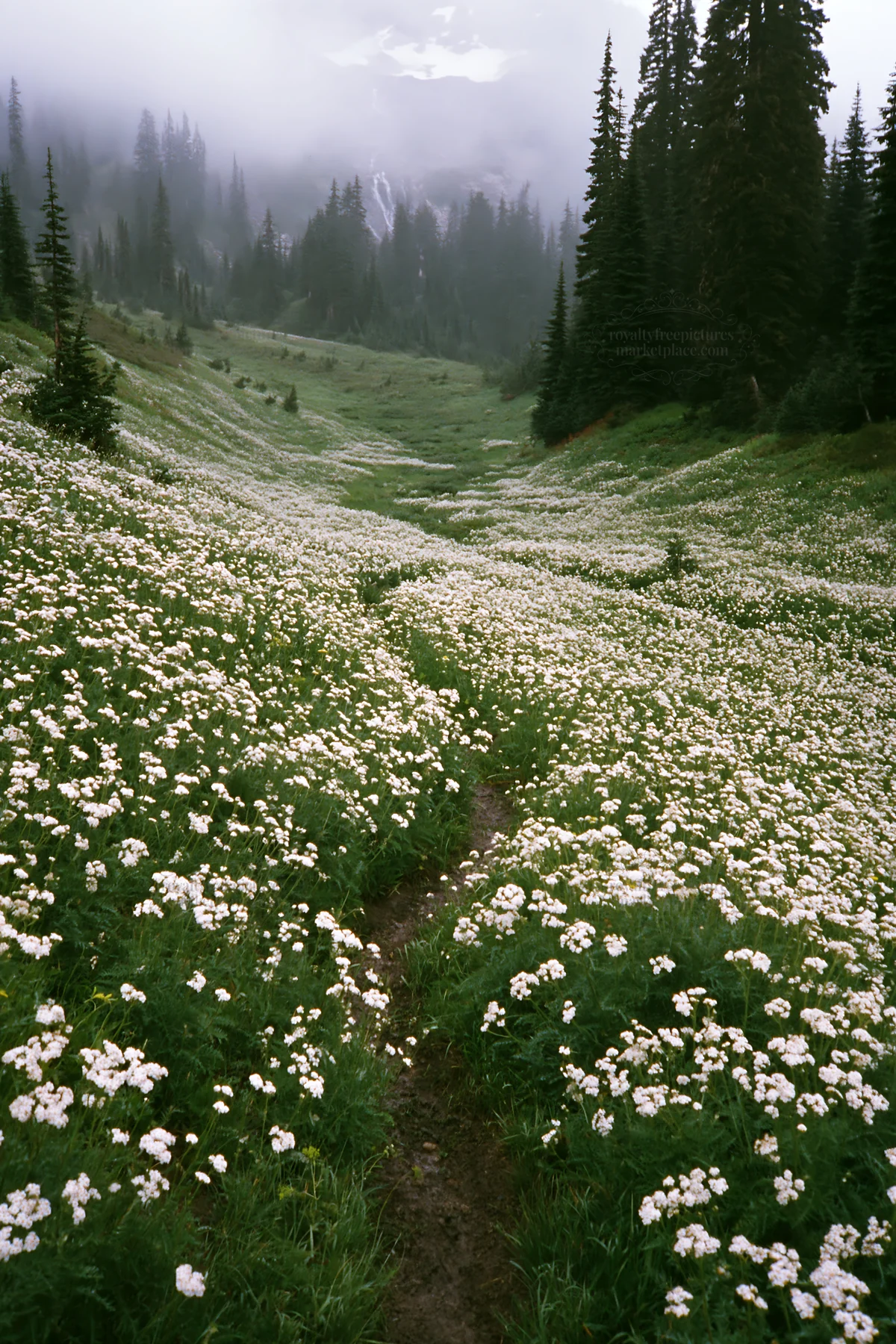 Meadow filled with white flowers and visible cascade in forest - AI-generated stock image