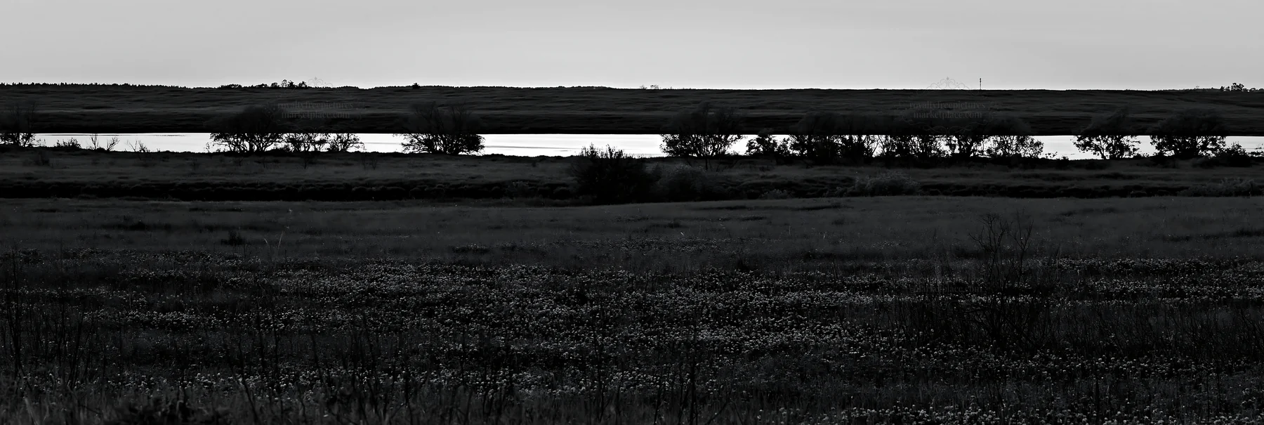 Clover cornflower meadow with water view in black and white - AI-generated stock image