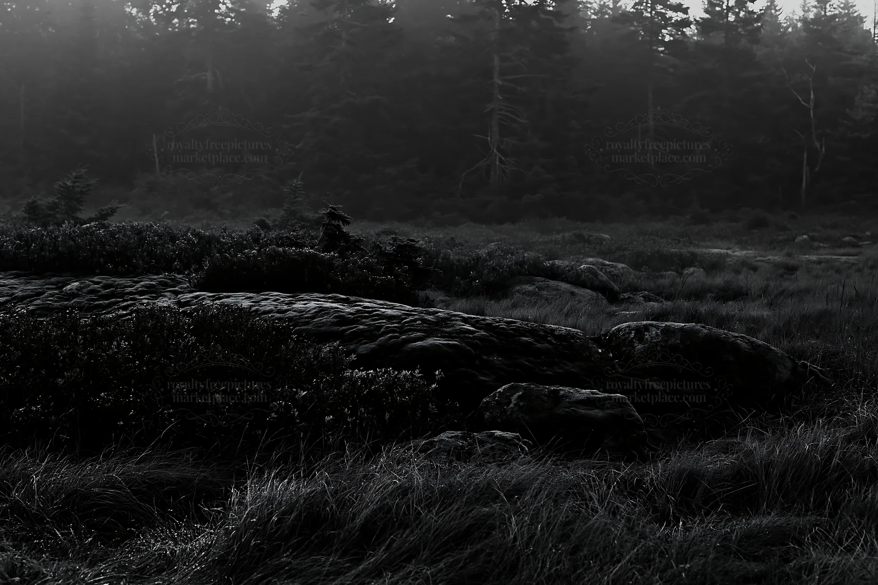 Mossy boulders in a meadow on a foggy day - AI-generated stock image