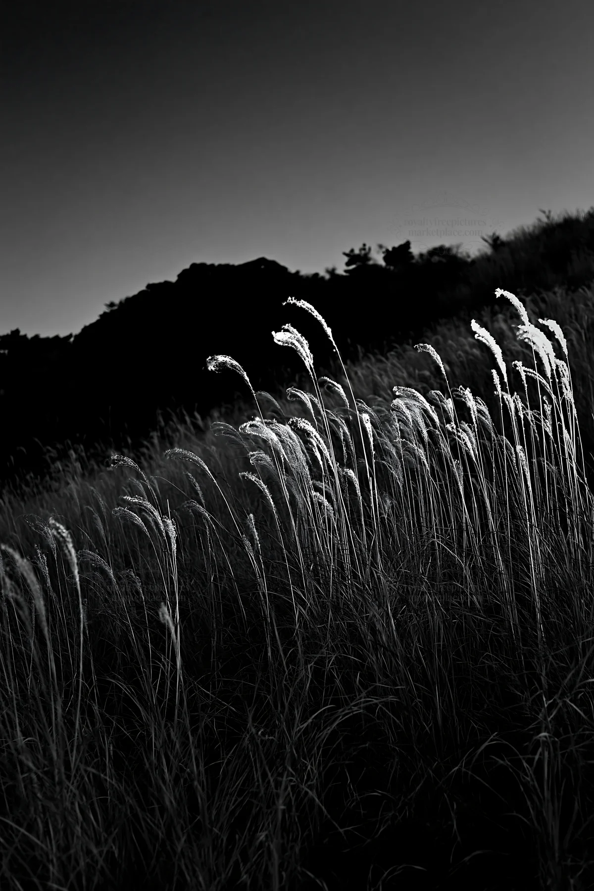 Black and white ehime twilight meadow with dry seedheads - AI-generated stock image
