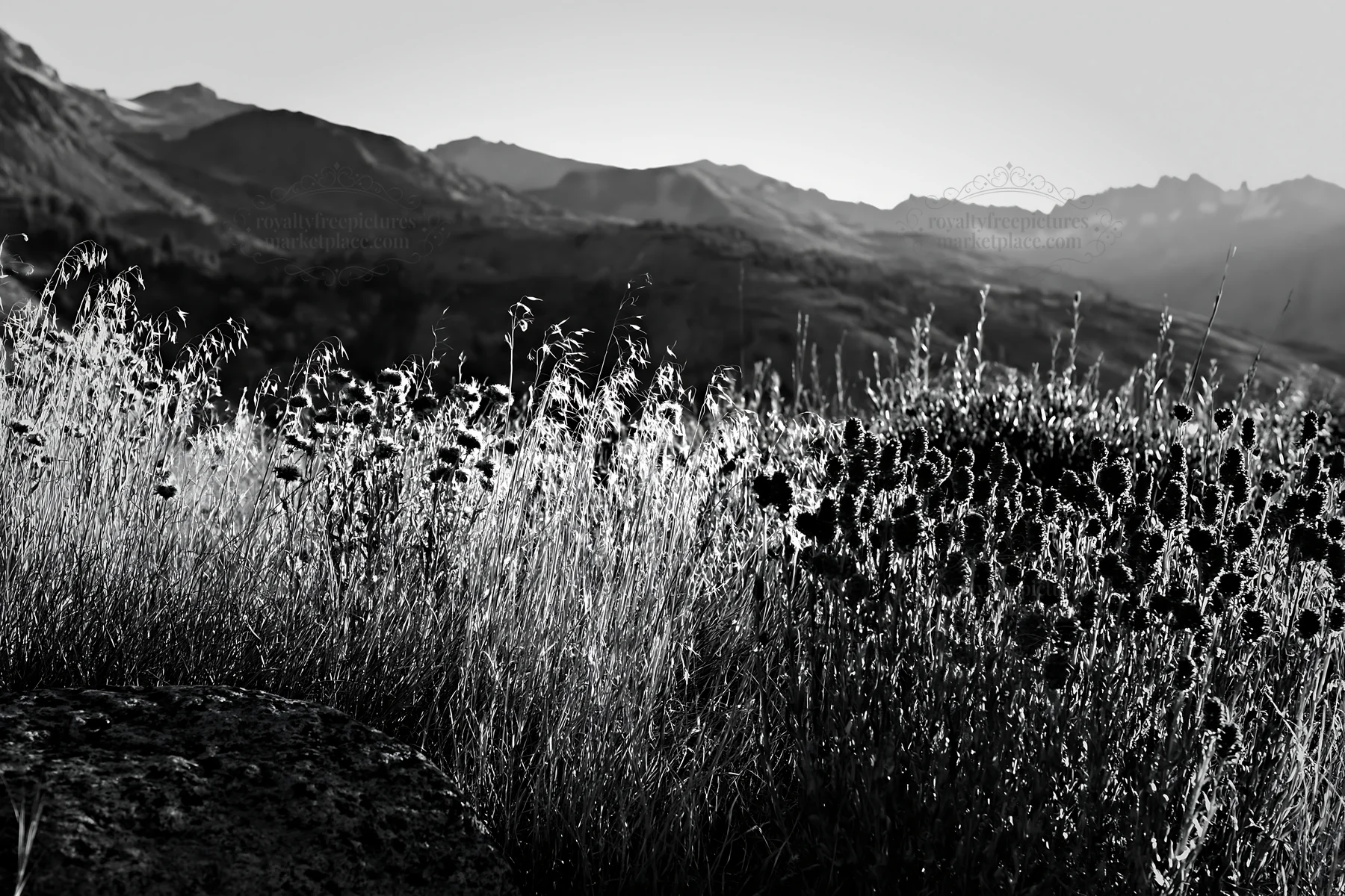 Black and white seedhead meadow with distant mountains and clear sky - AI-generated stock image