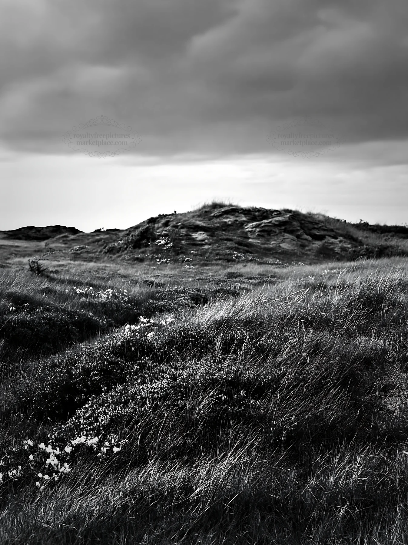 Cloudy wild thyme meadow with rocky hill under grey sky - AI-generated stock image