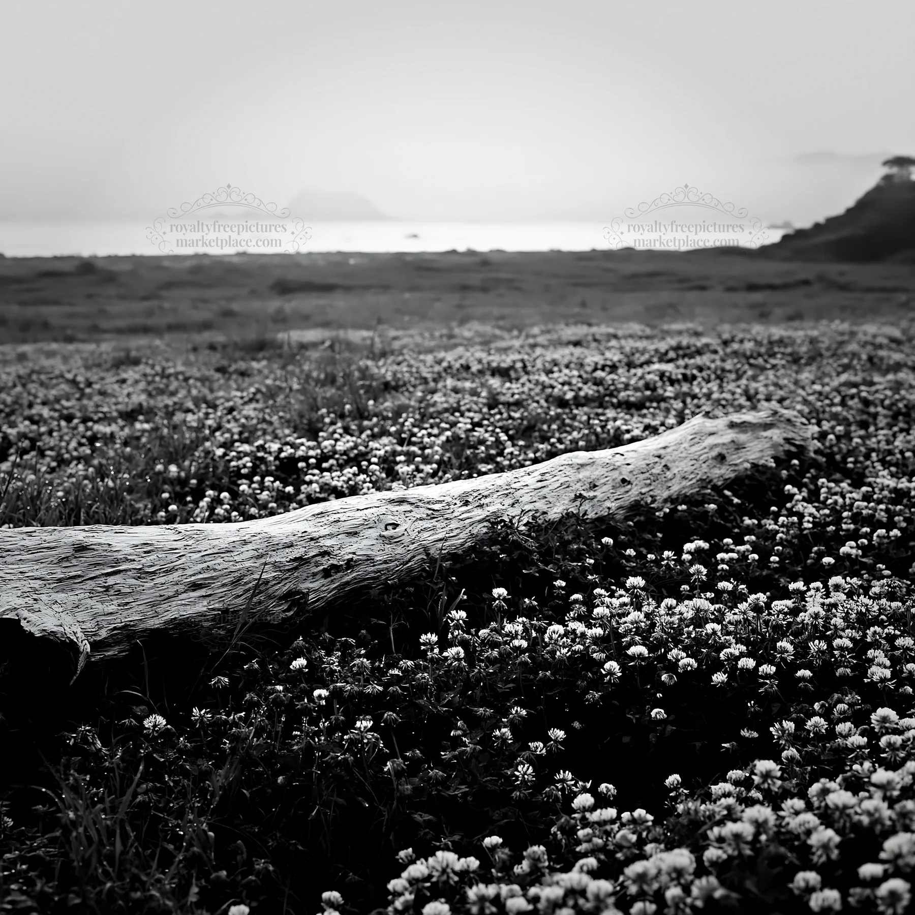 Nagasaki coastal meadow with driftwood and flowers - AI-generated stock image
