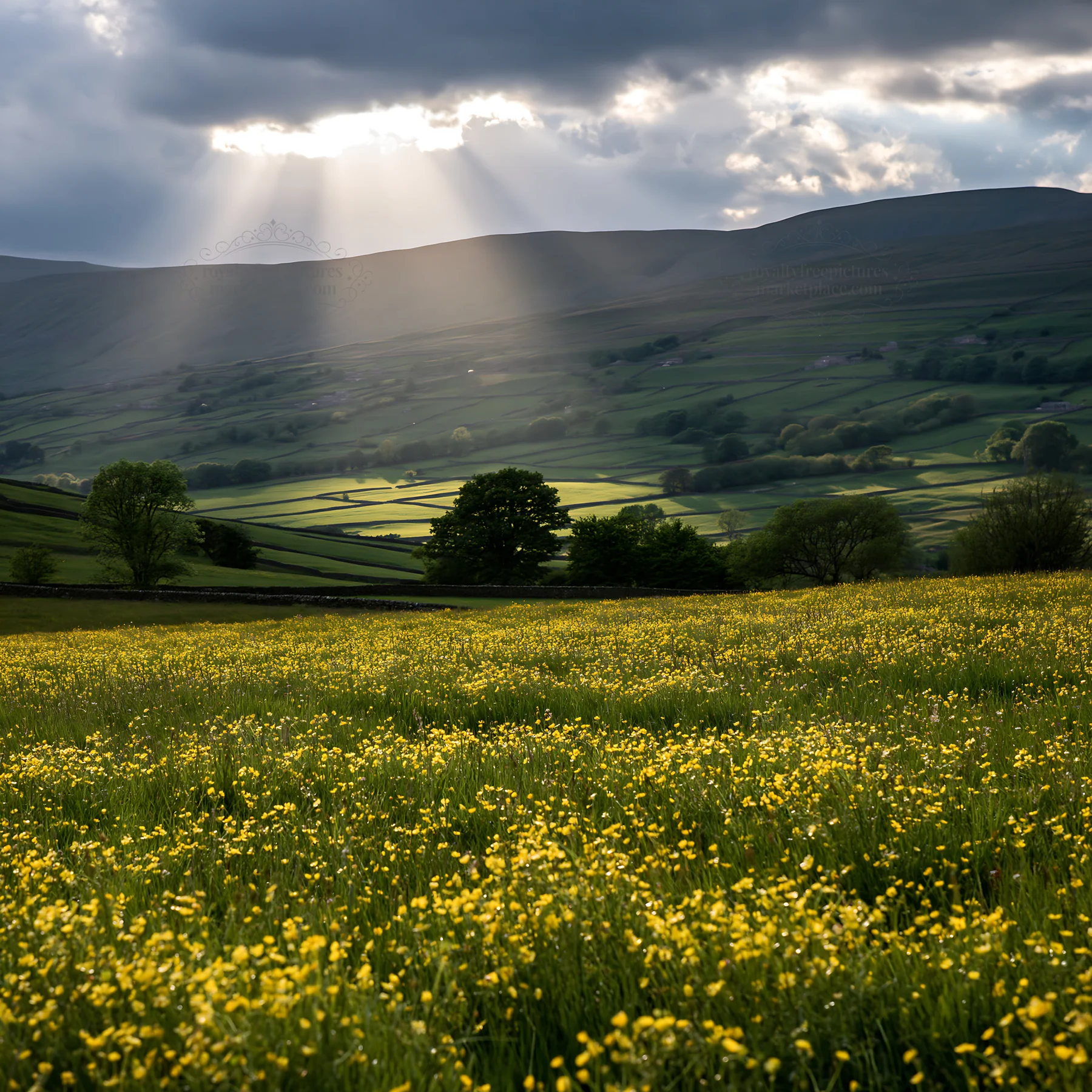 Yorkshire Dales buttercup hay meadow with sunlight and hills - AI-generated stock image