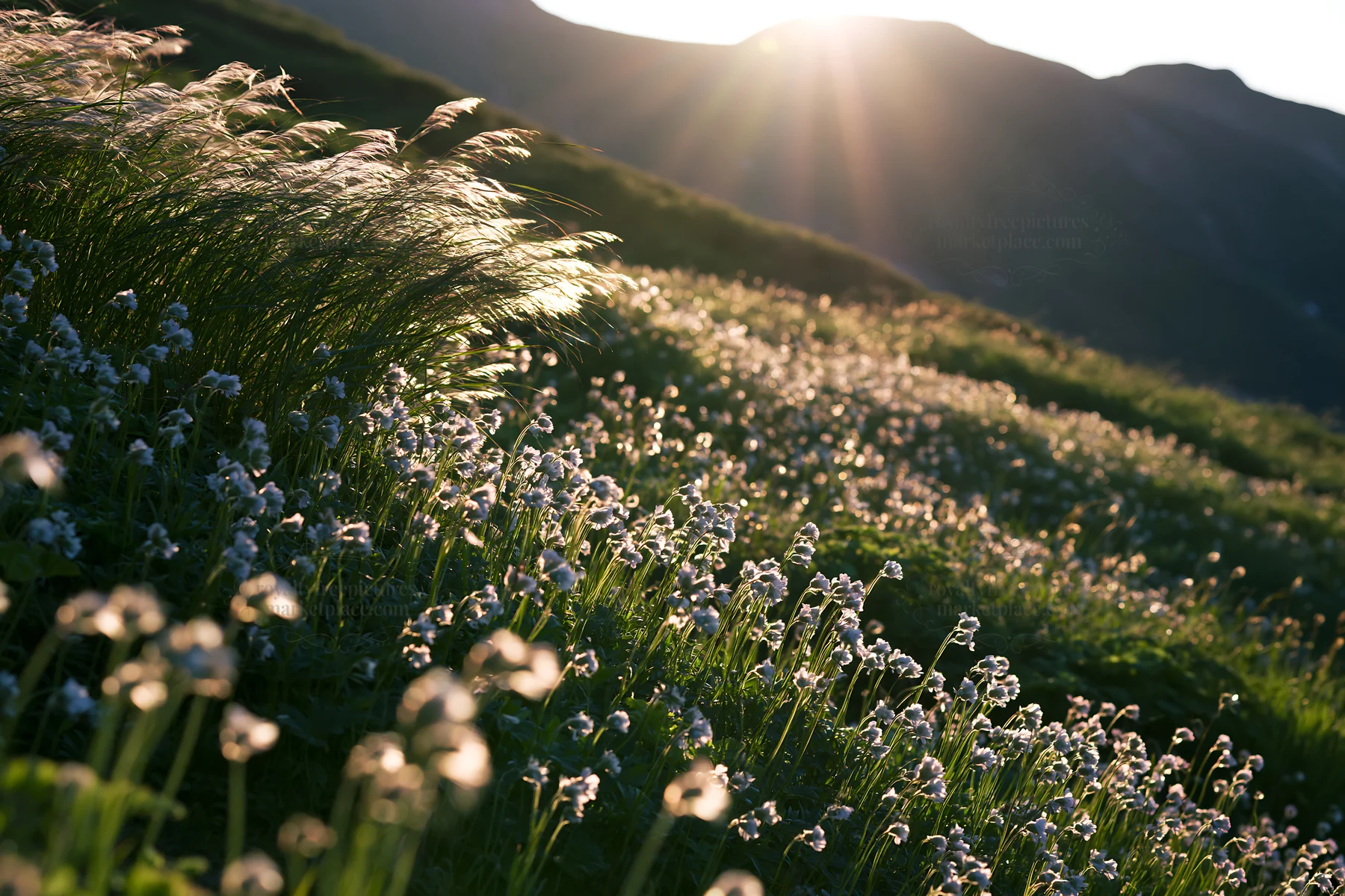 Daisetsuzan alpine meadow with light rays shining - AI-generated stock image