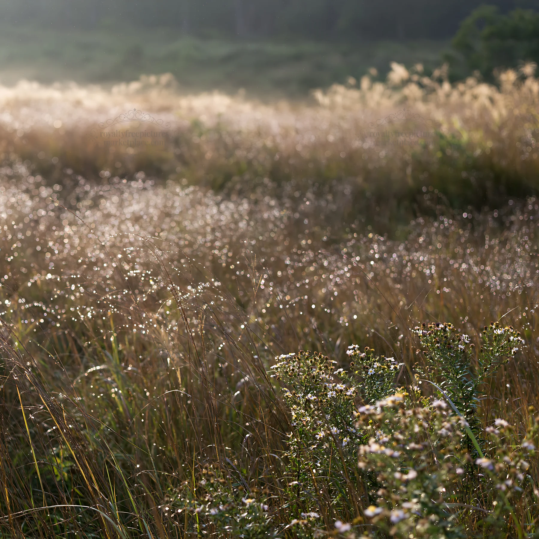 Fukui native grass meadow rain droplets sparkle in sunlight - AI-generated stock image