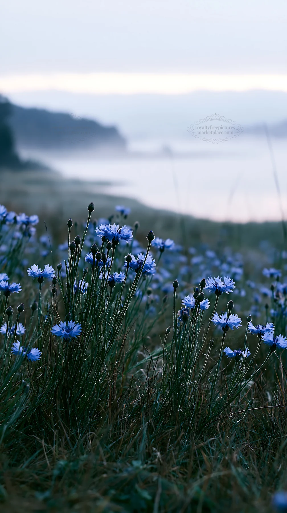 German lakeside meadow with blooming flowers near the water - AI-generated stock image