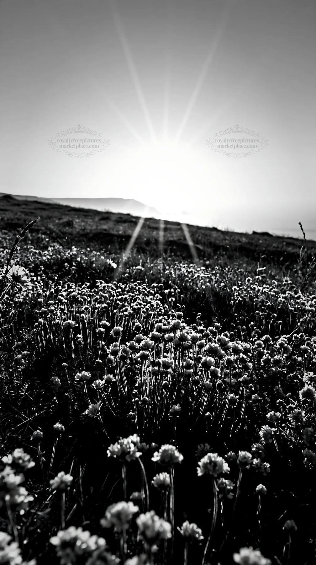 Meadow with crepuscular rays at sunset - AI-generated stock image
