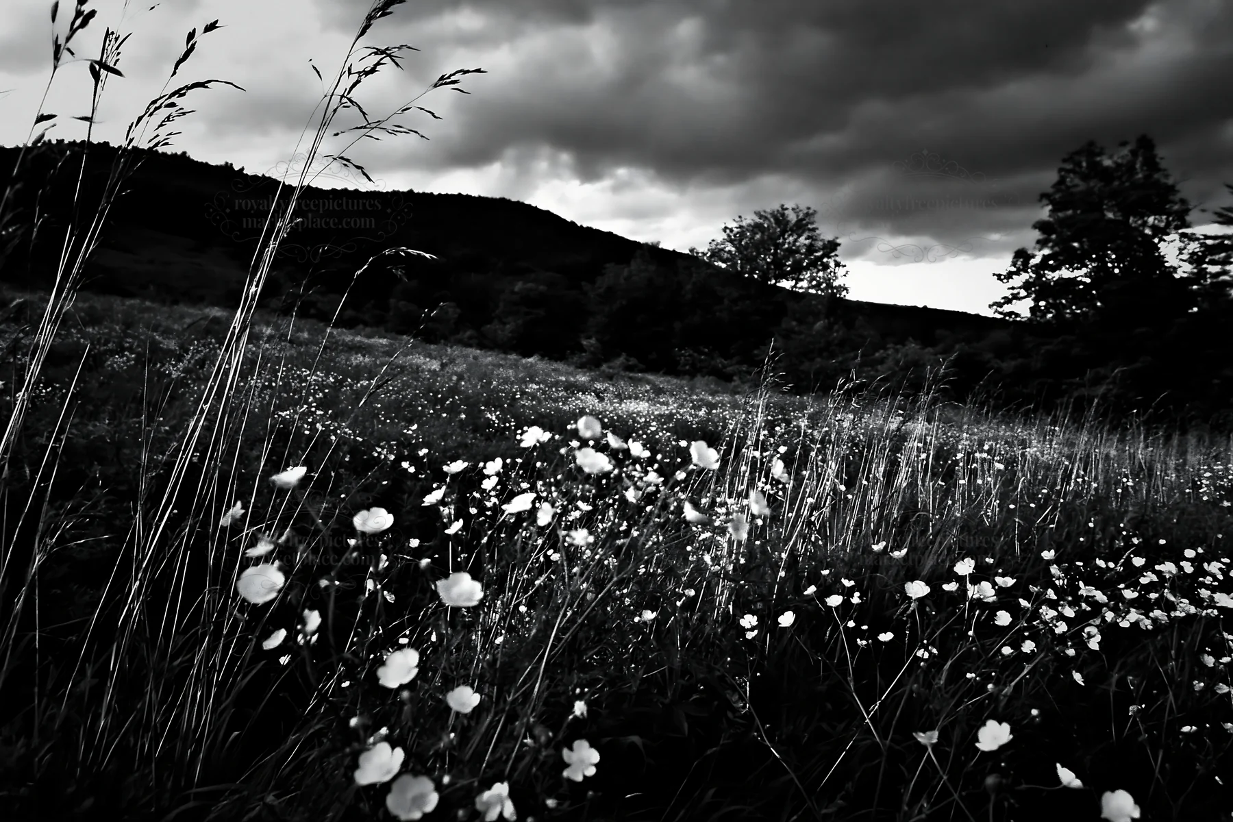 Colorful buttercup meadow under cloudy sky - AI-generated stock image
