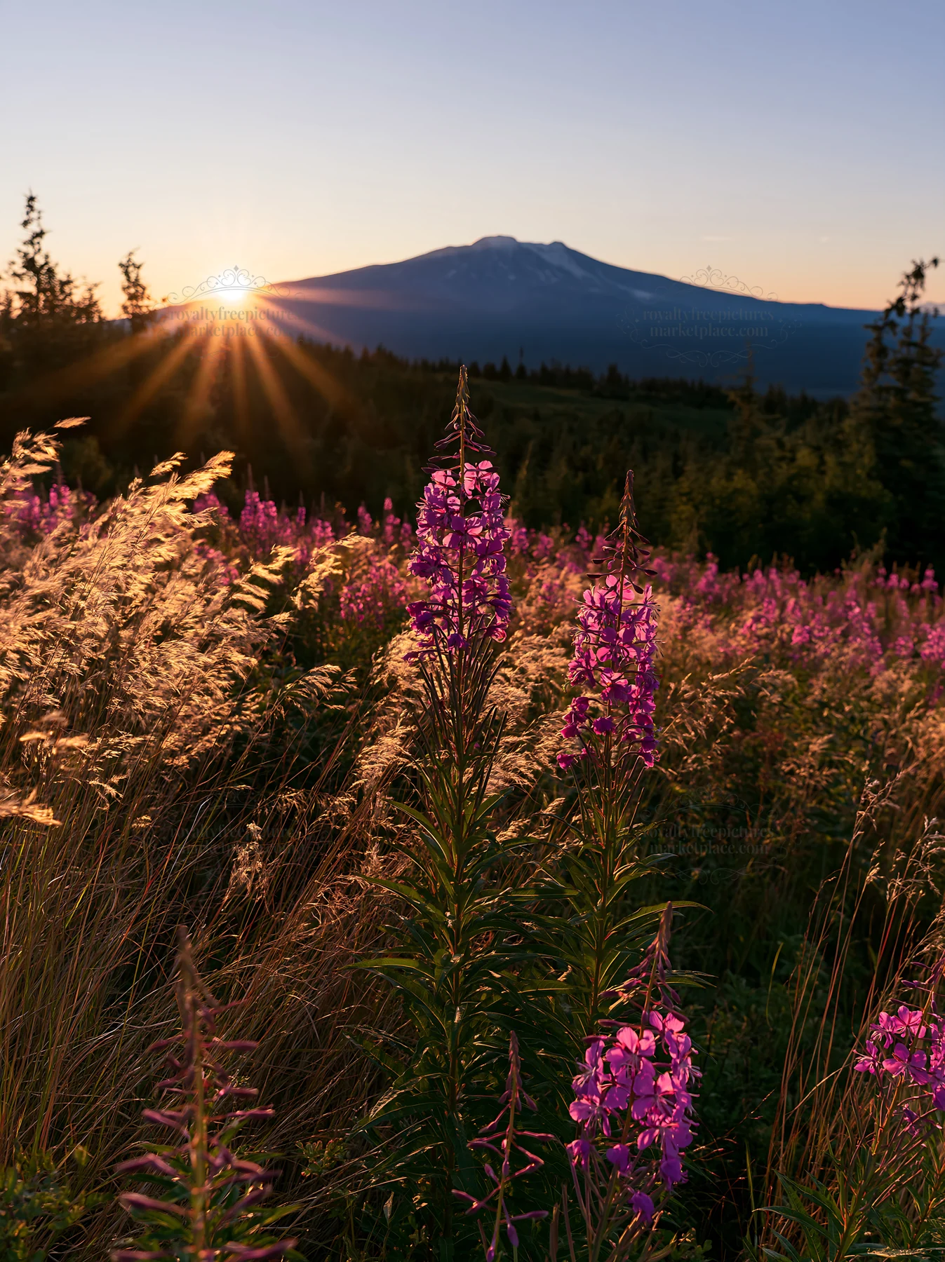 Fireweed meadow at sunset with mountain backdrop - AI-generated stock image