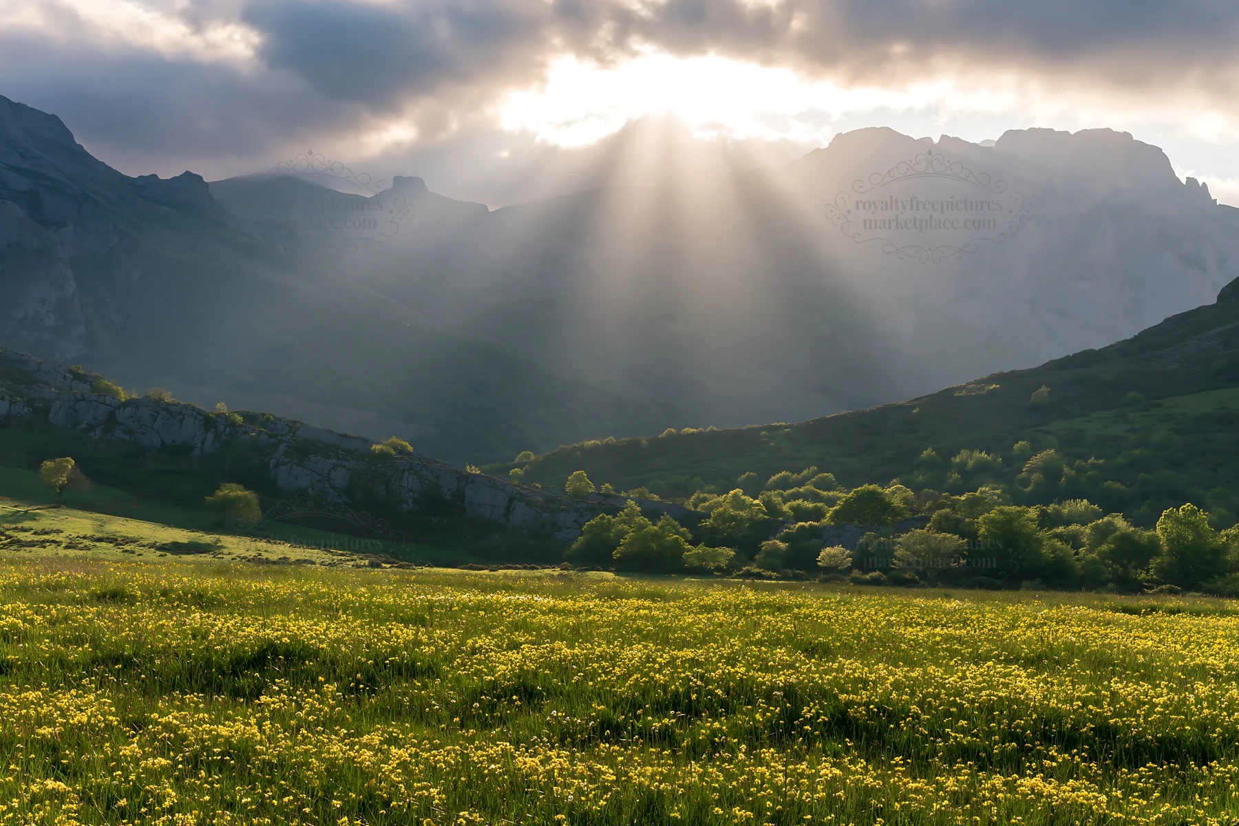 Sunrays shine on Picos de Europa meadow with yellow flowers - AI-generated stock image