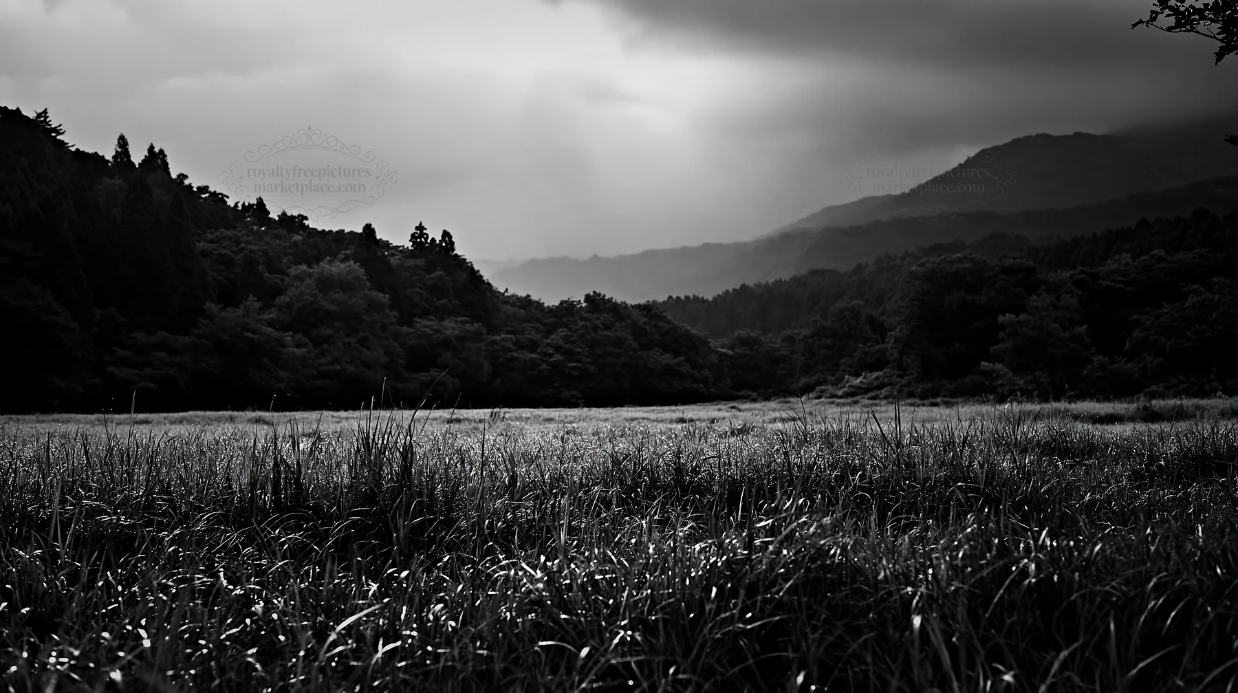 Miyazaki sunrise meadow with dew covered sedges - AI-generated stock image