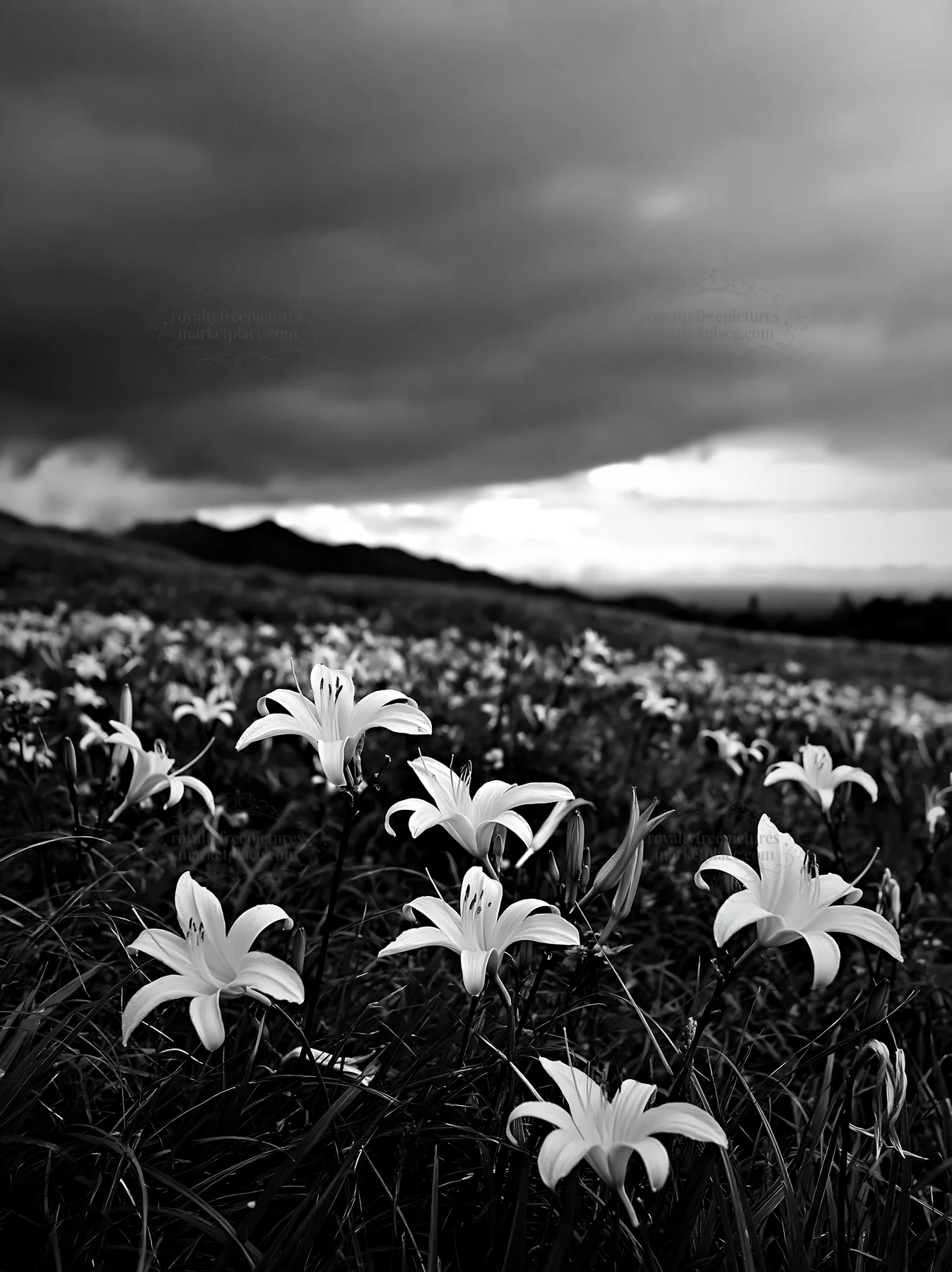 Highland meadow with daylilies in Kirigamine area - AI-generated stock image