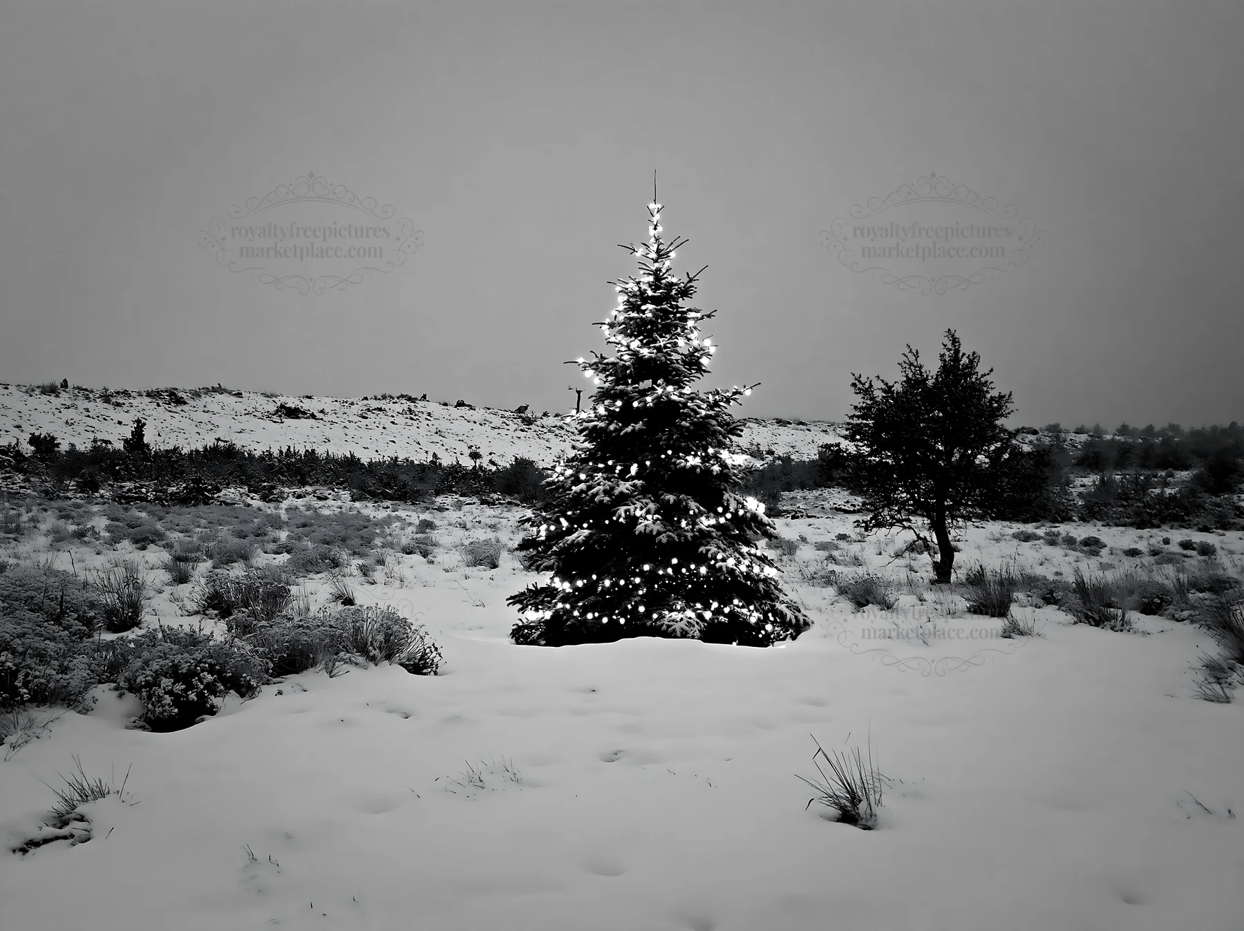 Decorated Christmas tree in snowy meadow lights up winter night - AI-generated stock image