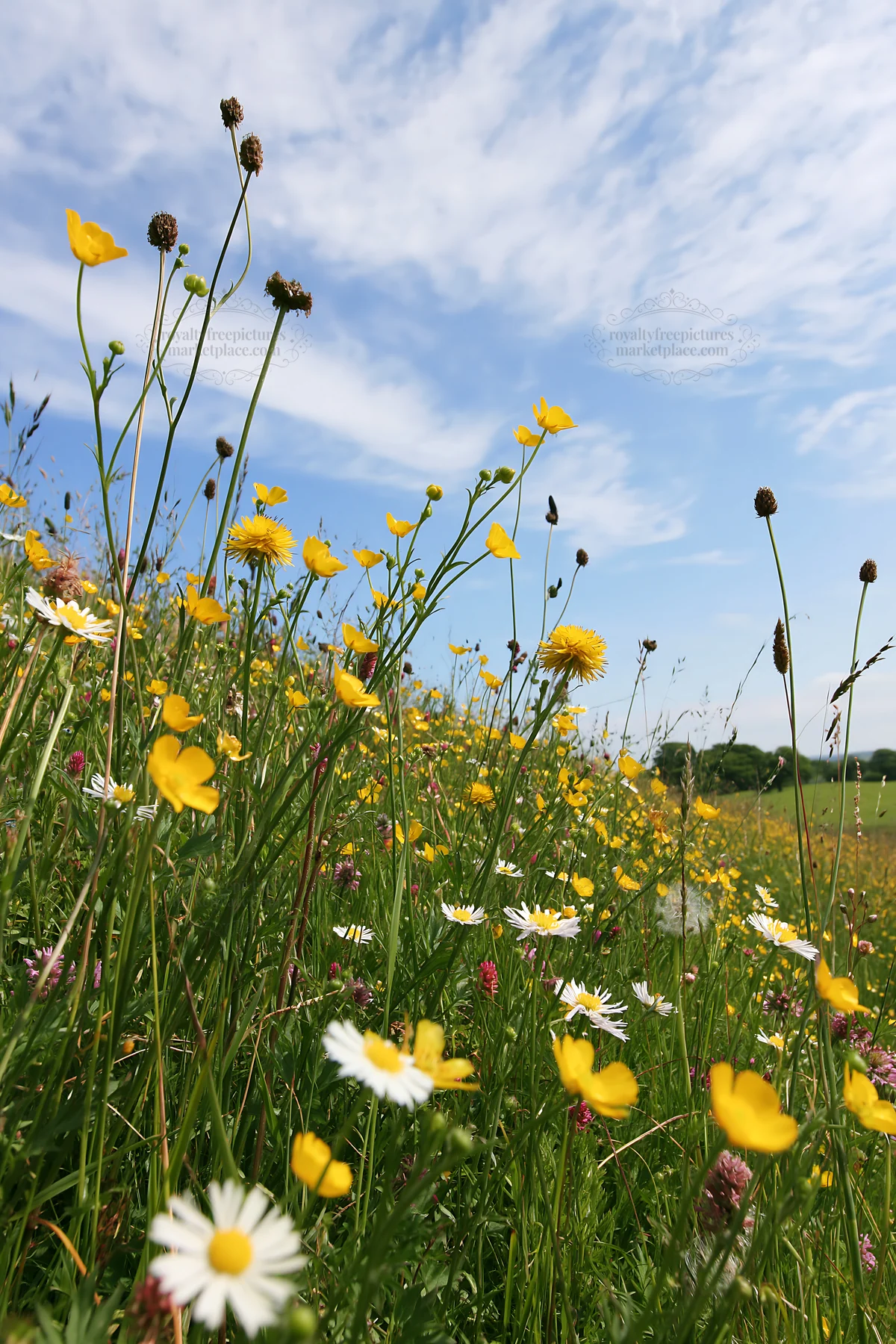 Buttercup hay meadow in the Yorkshire Dales on a sunny day - AI-generated stock image