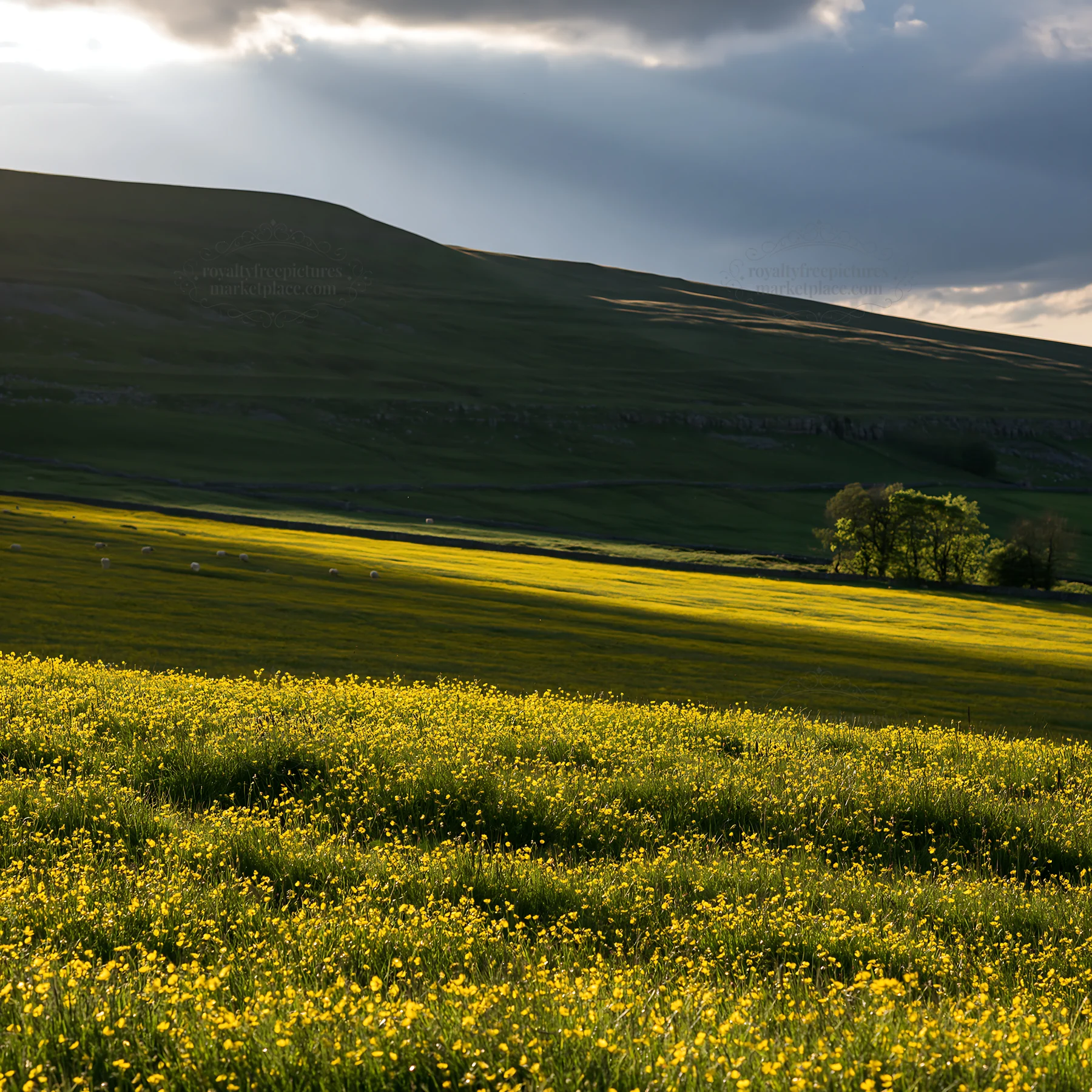 Buttercup hay meadow in the Yorkshire Dales during daytime - AI-generated stock image