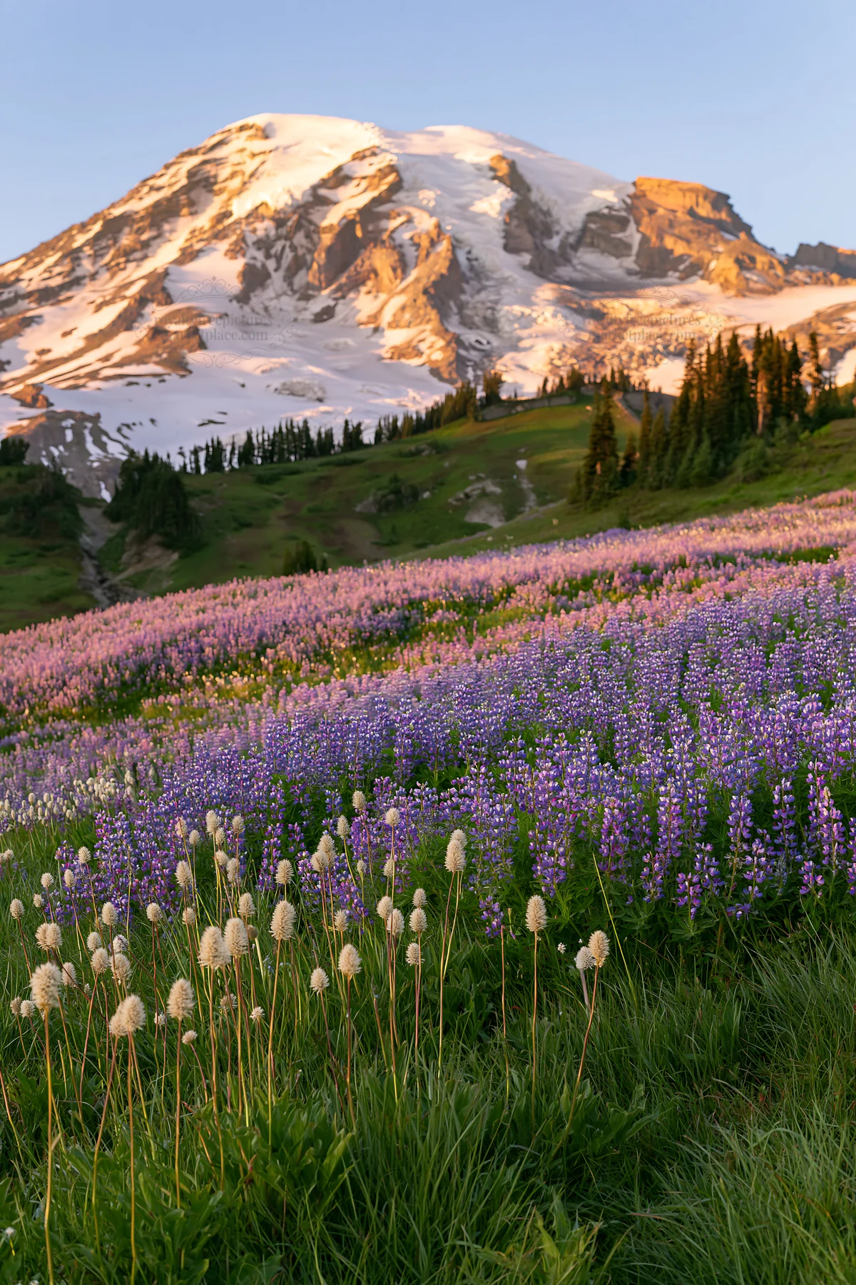 Mount Rainier wildflower meadow at sunrise - AI-generated stock image
