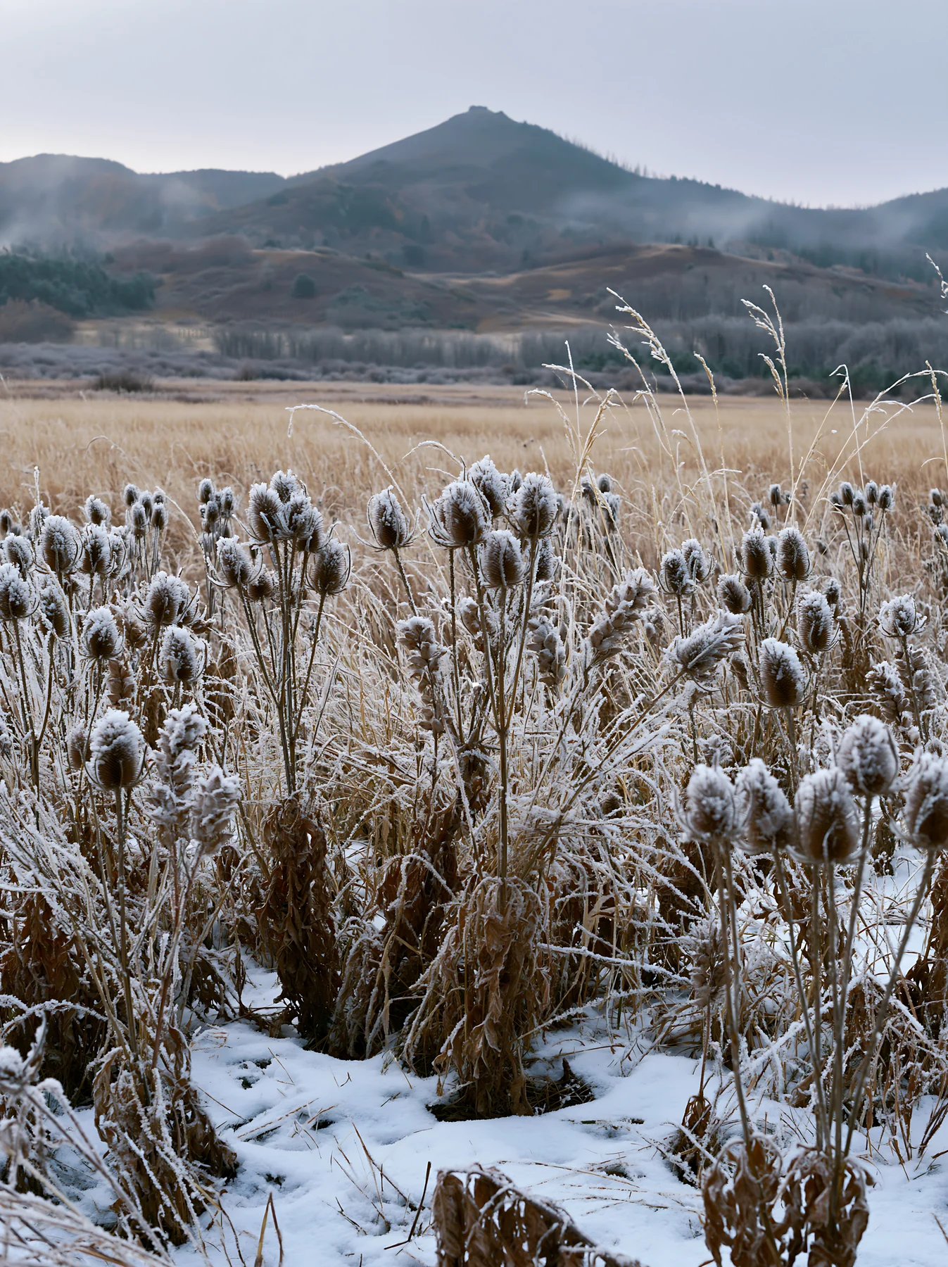 Seedhead meadow in winter landscape - AI-generated stock image