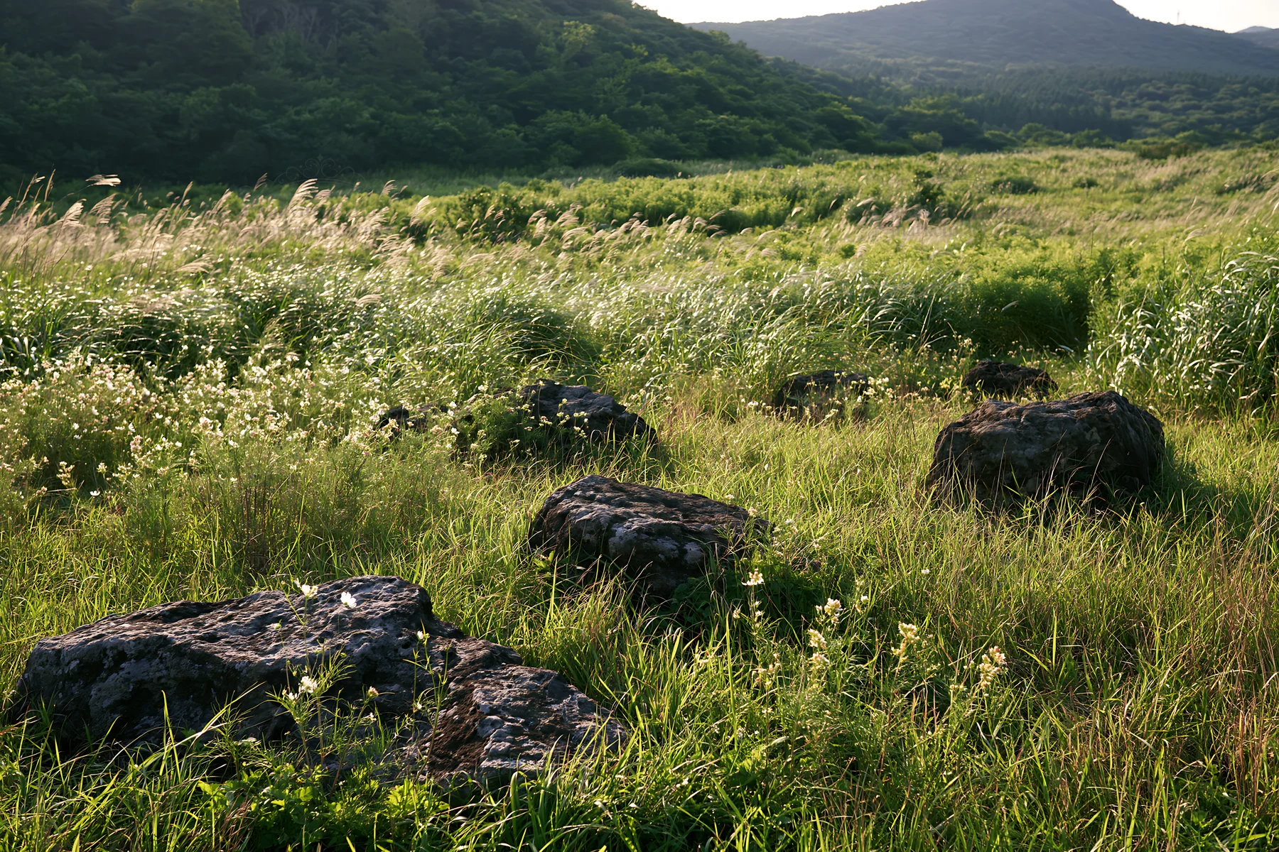 Volcanic stones in Kanagawa heat resilient meadow - AI-generated stock image