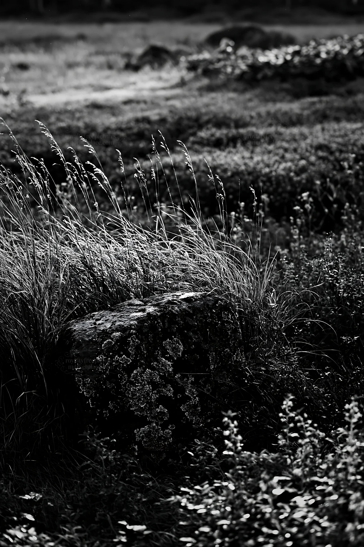 Black and white aomori climate resilient meadow with boulder - AI-generated stock image