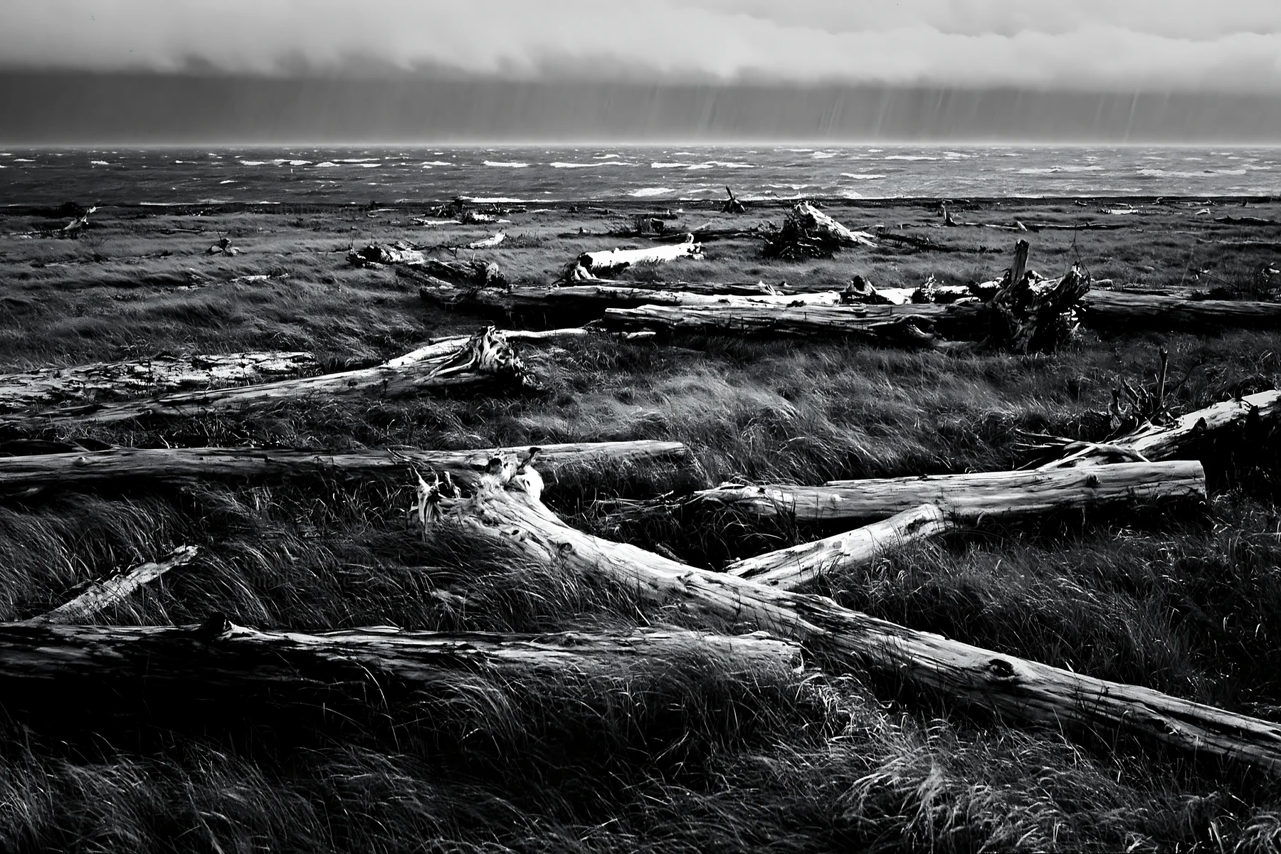 Black and white ishikawa coastal meadow storm washed driftwood - AI-generated stock image