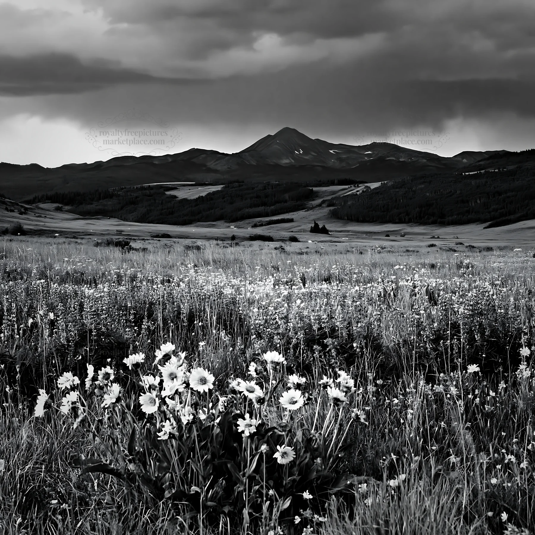 Rainwashed meadow with flowers and distant mountains - AI-generated stock image