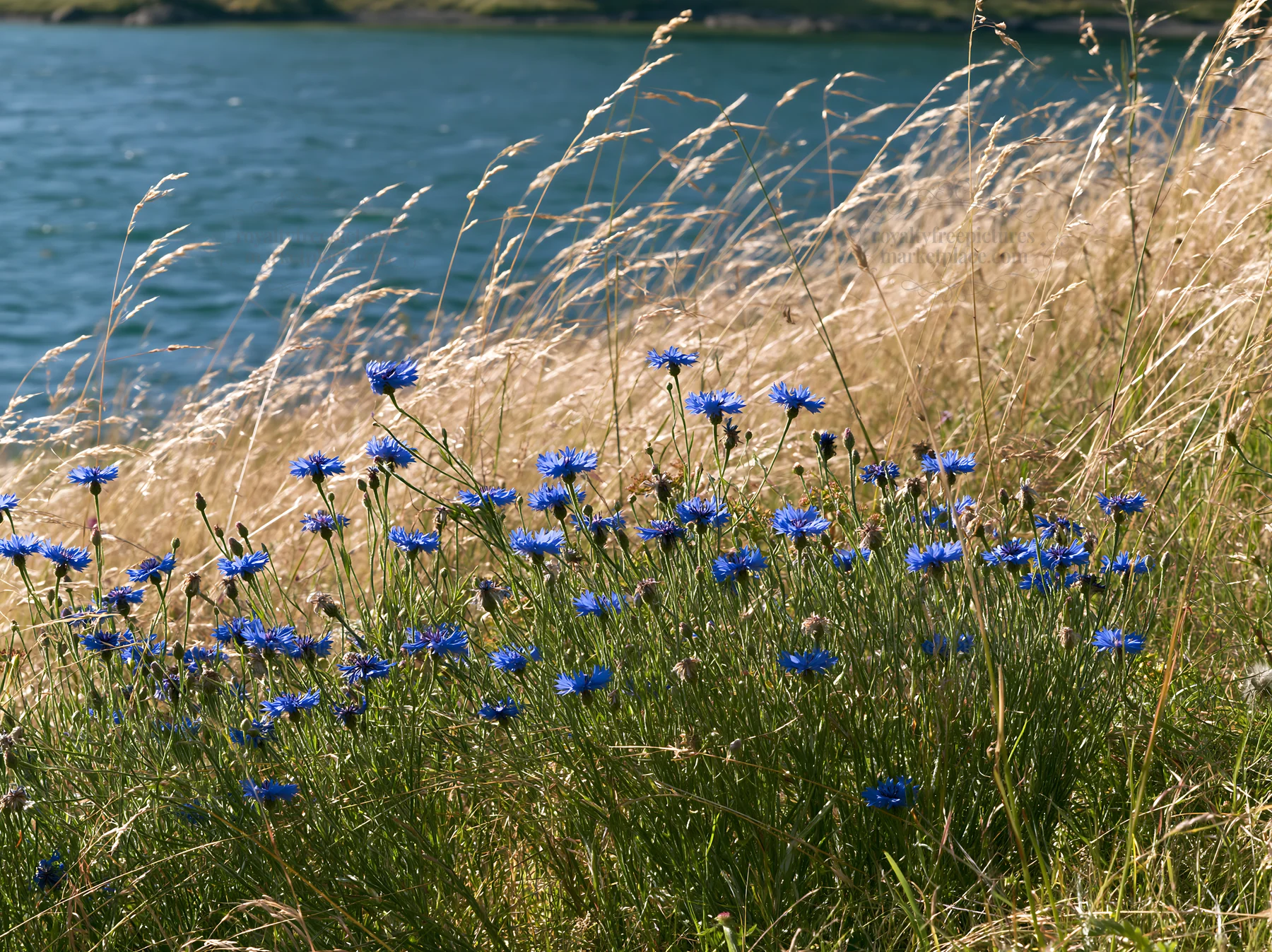 German lakeside meadow with flowers and tall grass by the water - AI-generated stock image