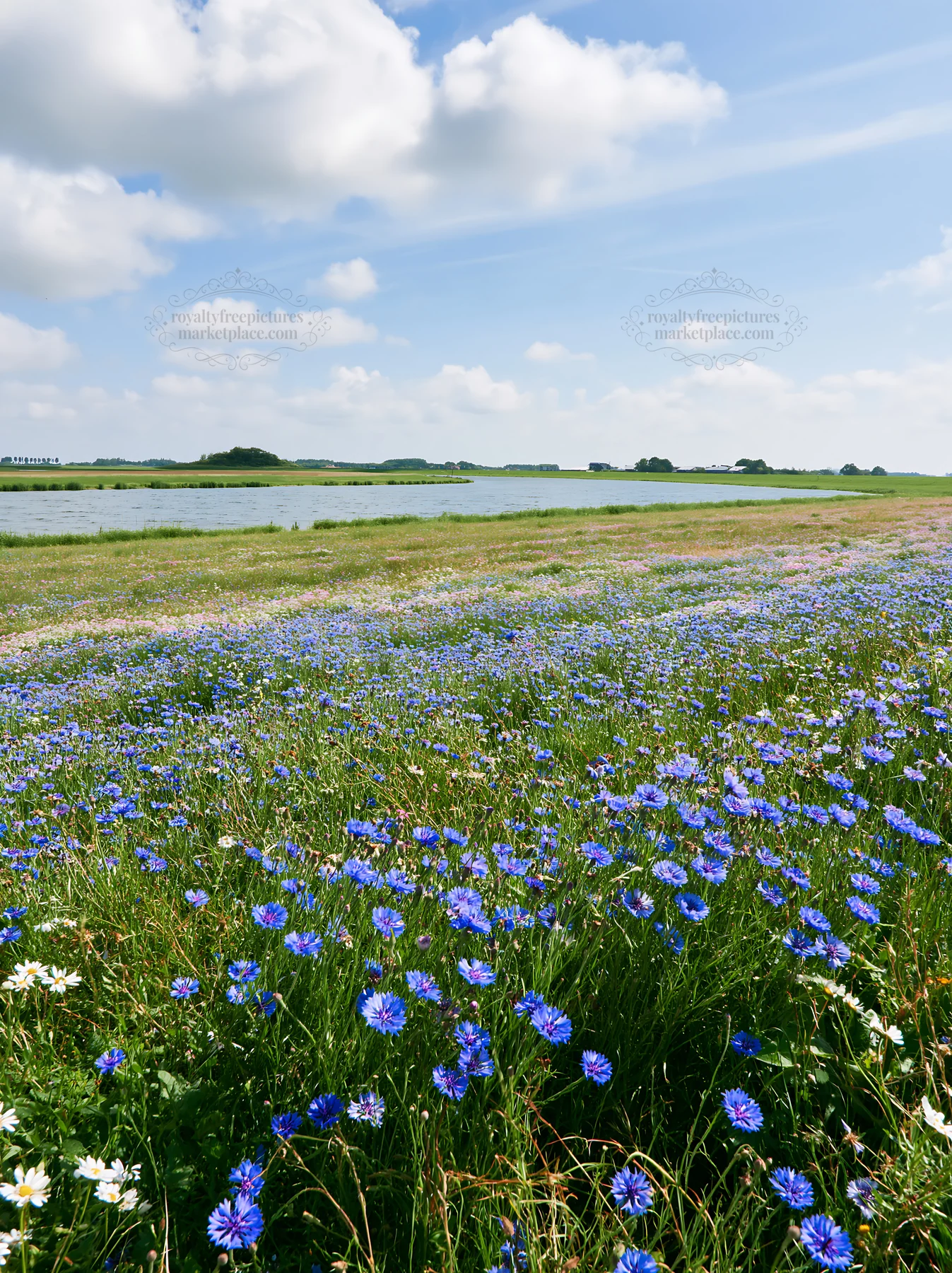 Cornflower meadow under a blue sky near a calm lake - AI-generated stock image