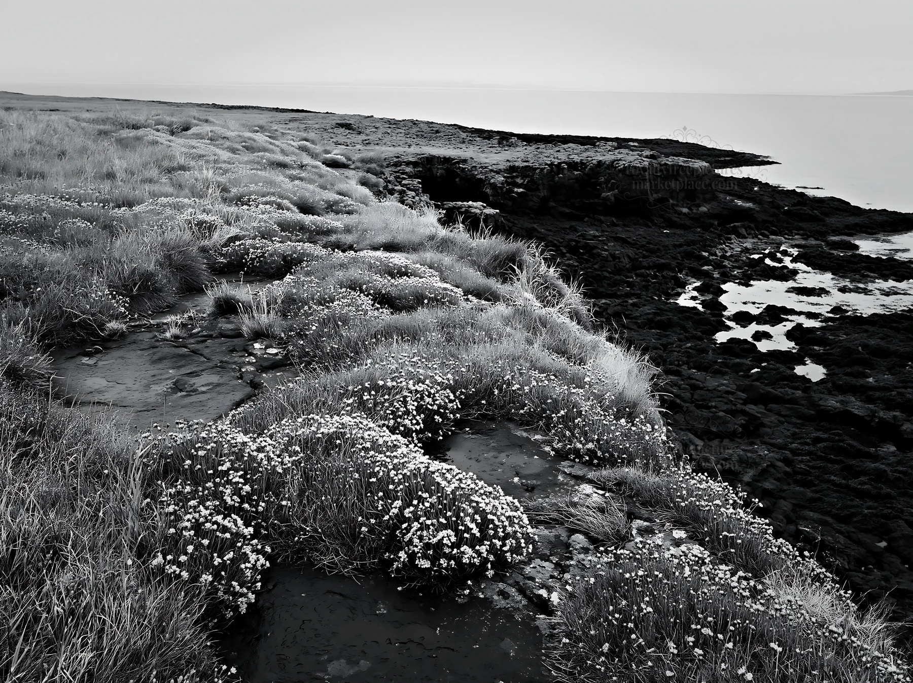 Coastal cliff meadow with flowers and rocky shoreline - AI-generated stock image