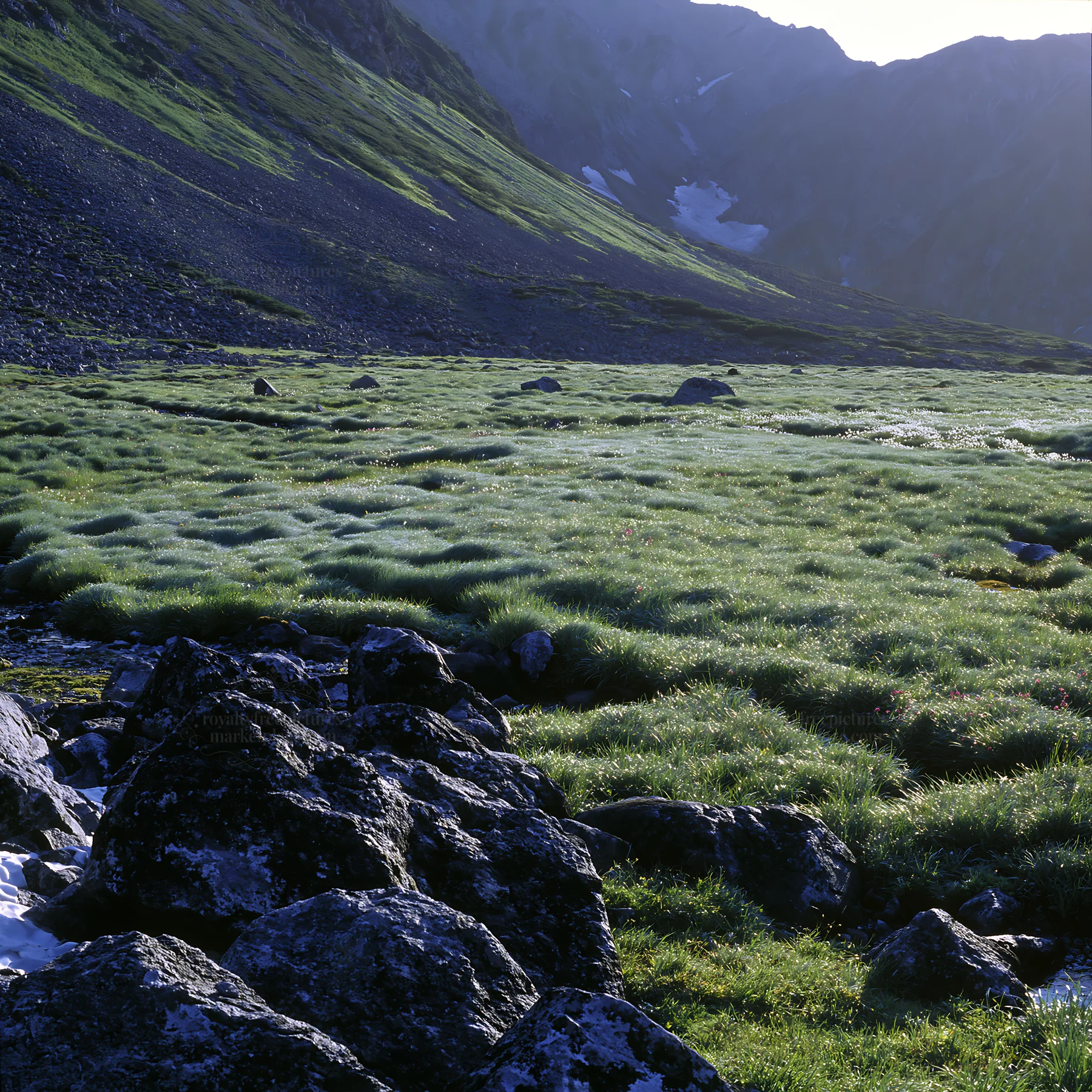 Toyama alpine meadow snowmelt rock foreground - AI-generated stock image