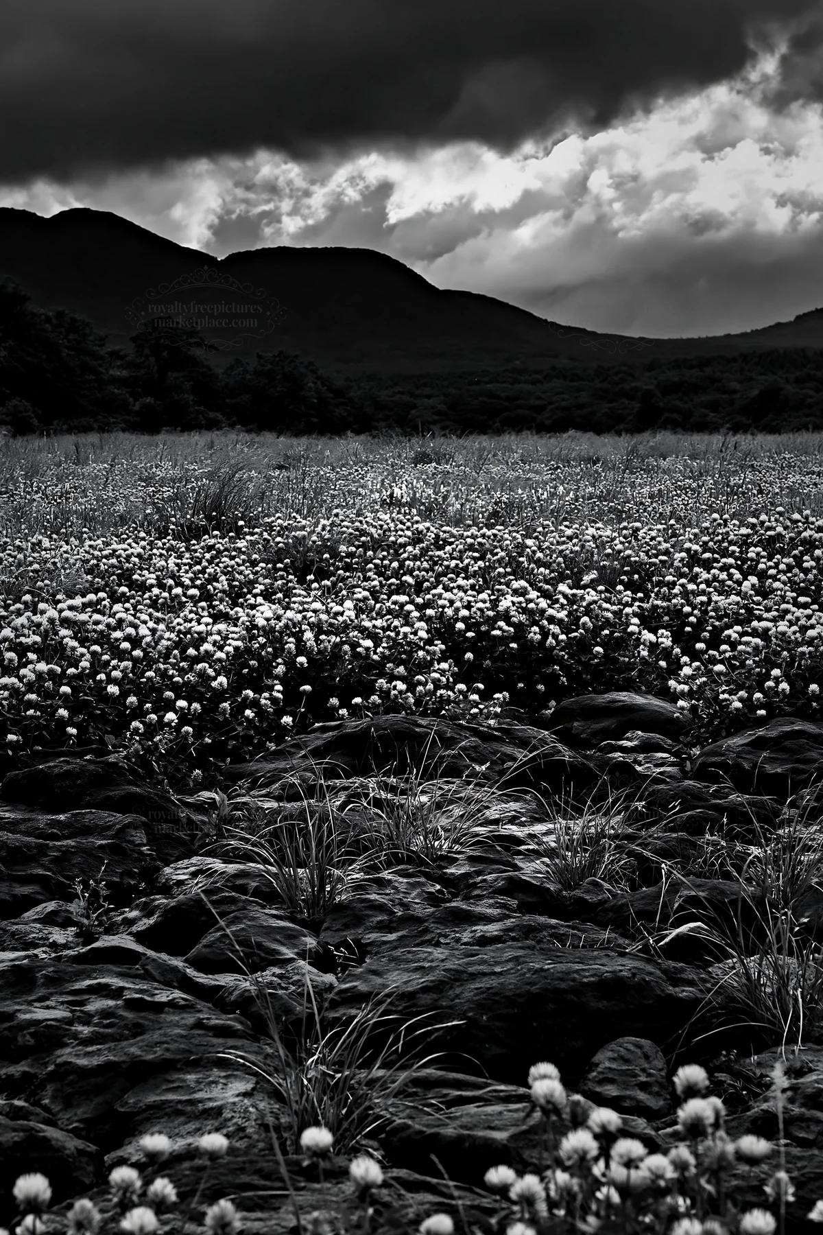Kumamoto volcanic meadow with dark rock foreground and cloudy sky - AI-generated stock image