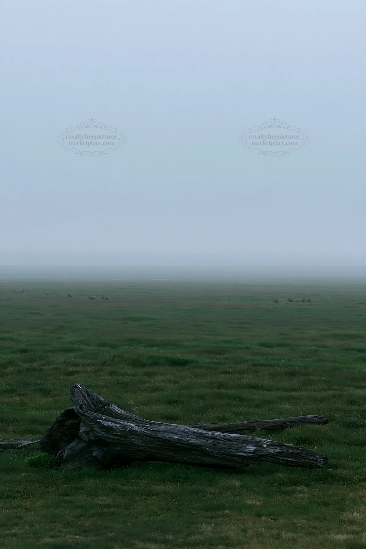 Coastal meadow with driftwood in foggy Chiba landscape - AI-generated stock image