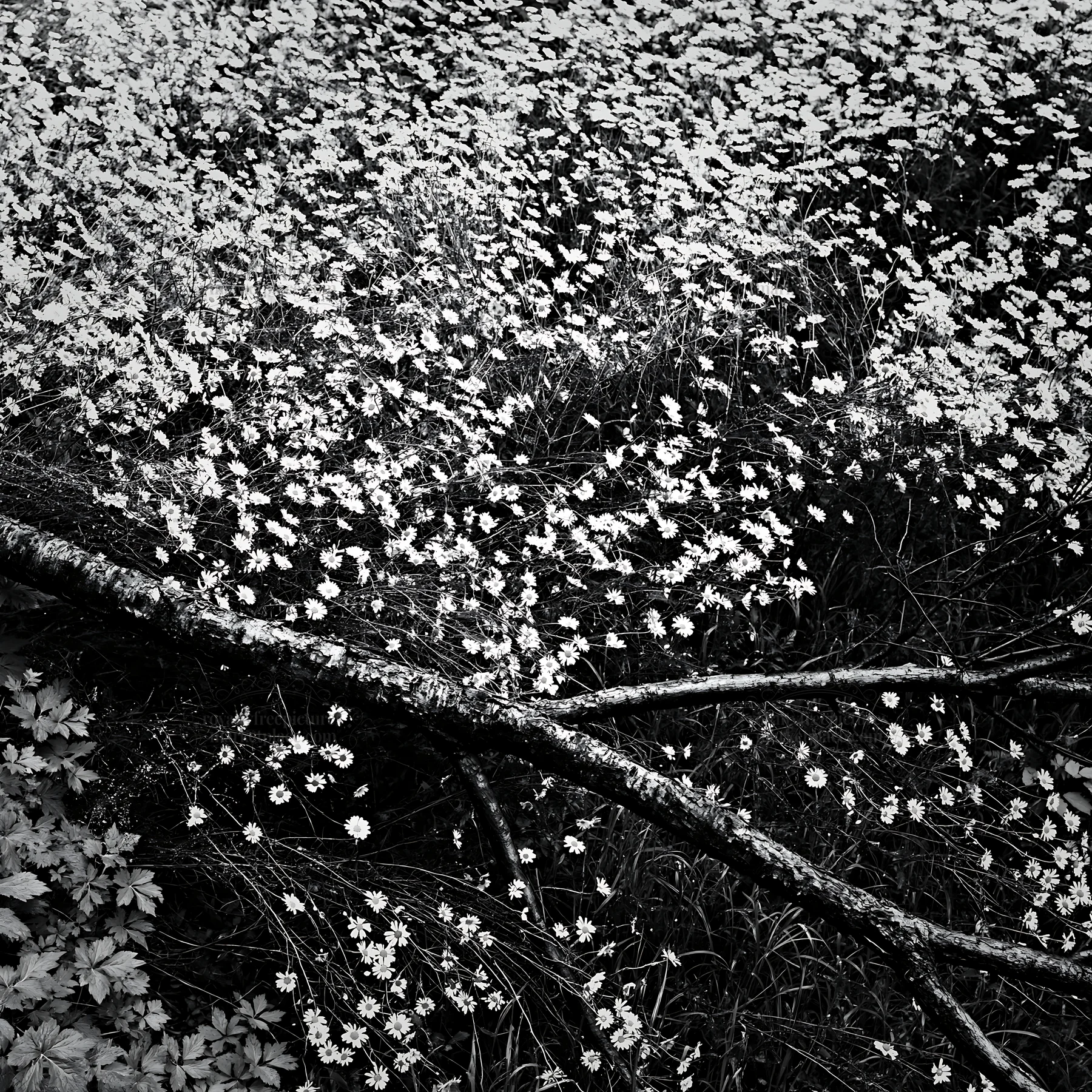 Black and white yamagata rewilded meadow fallen branch in the foreground - AI-generated stock image