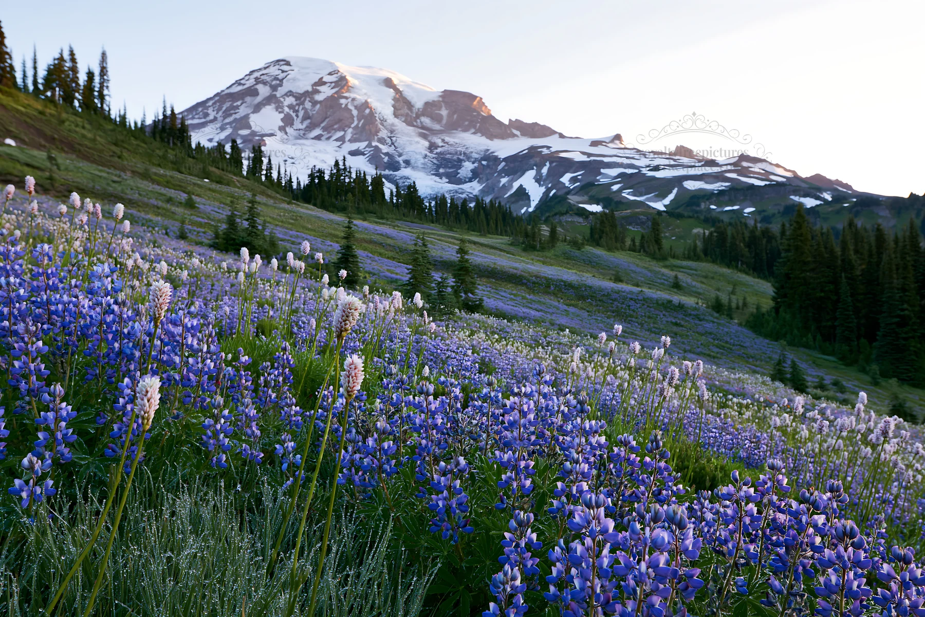 Mount Rainier wildflower meadow at sunrise - AI-generated stock image