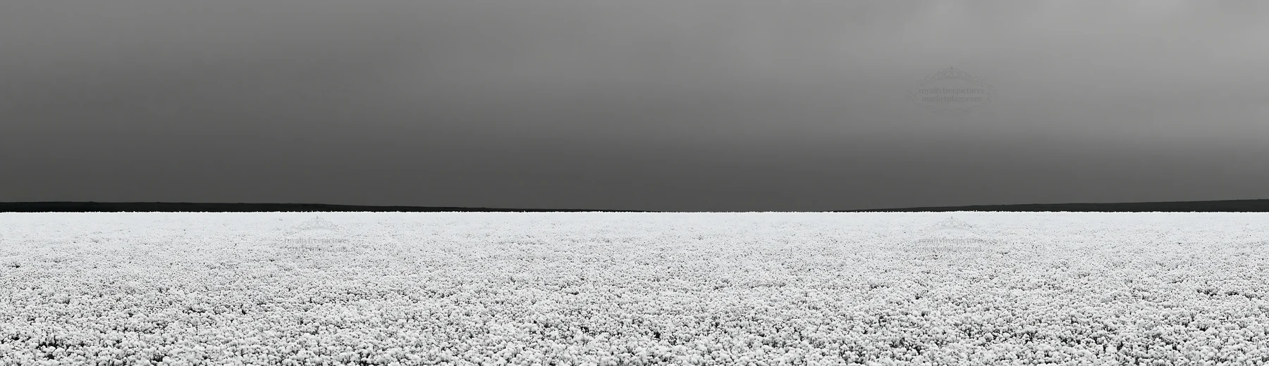 Meadow whiteout under a grey sky during winter season - AI-generated stock image
