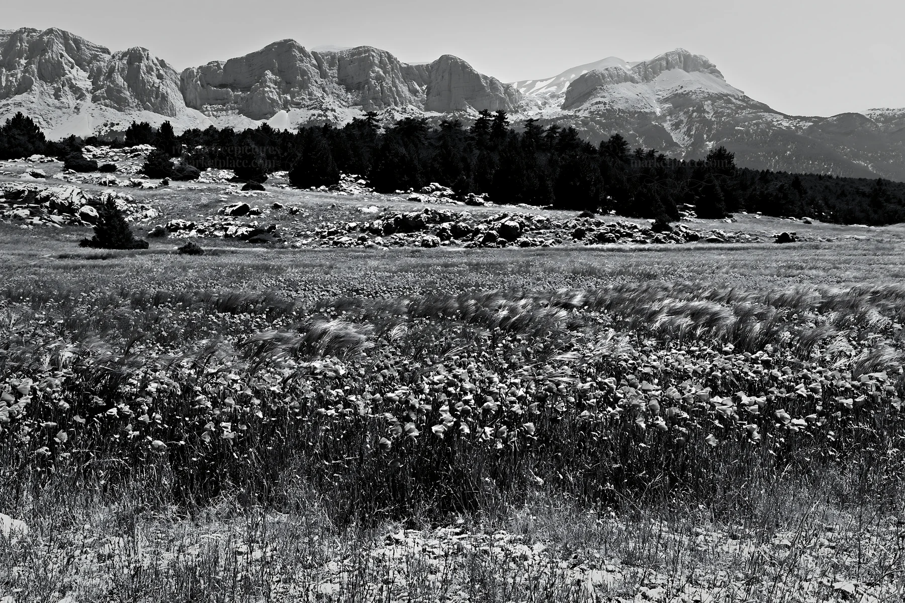 Poppy and flax meadow with mountains in the background - AI-generated stock image