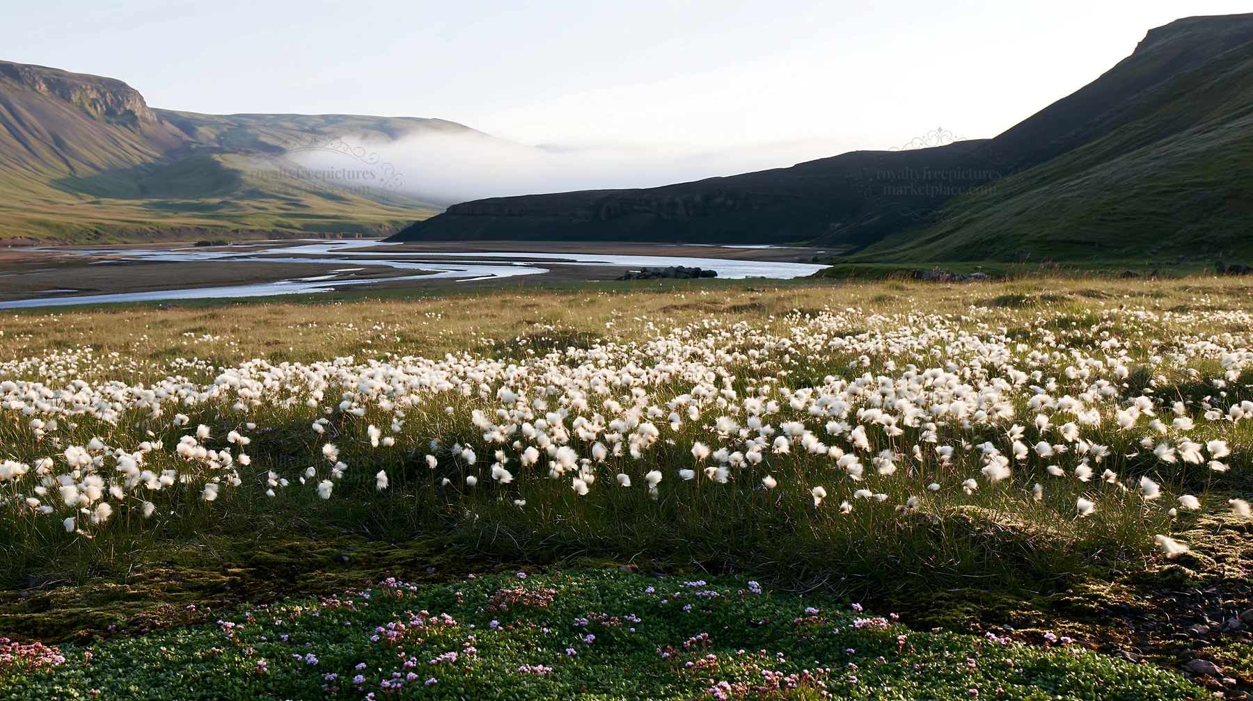 Meadow filled with seedheads by a river in Iceland - AI-generated stock image
